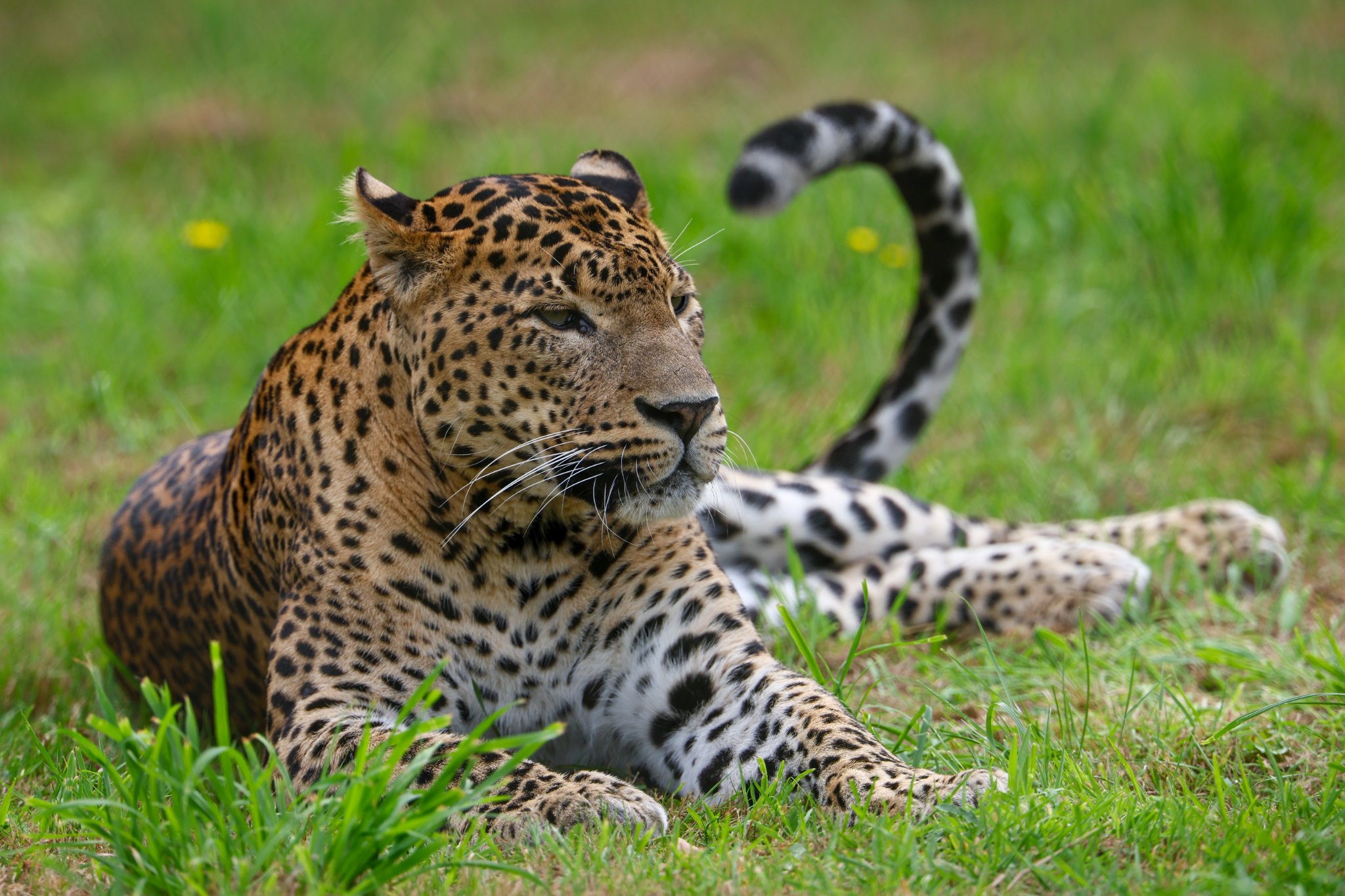 Banham Zoo 24-08-2025 0047.jpg