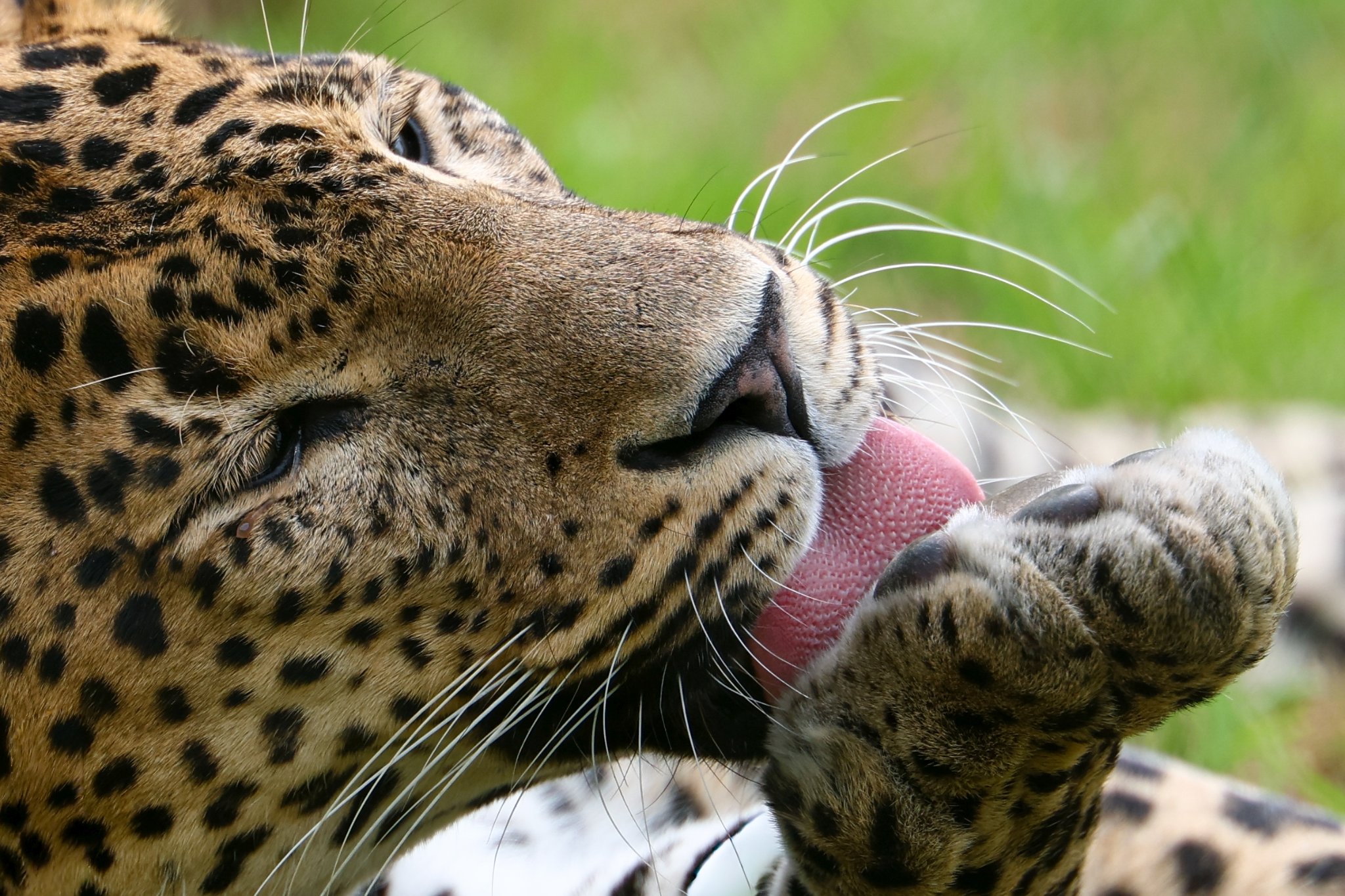 Banham Zoo 24-08-2025 0049.jpg