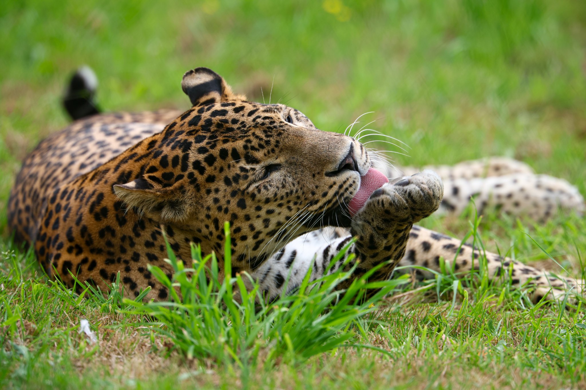 Banham Zoo 24-08-2025 0050.jpg