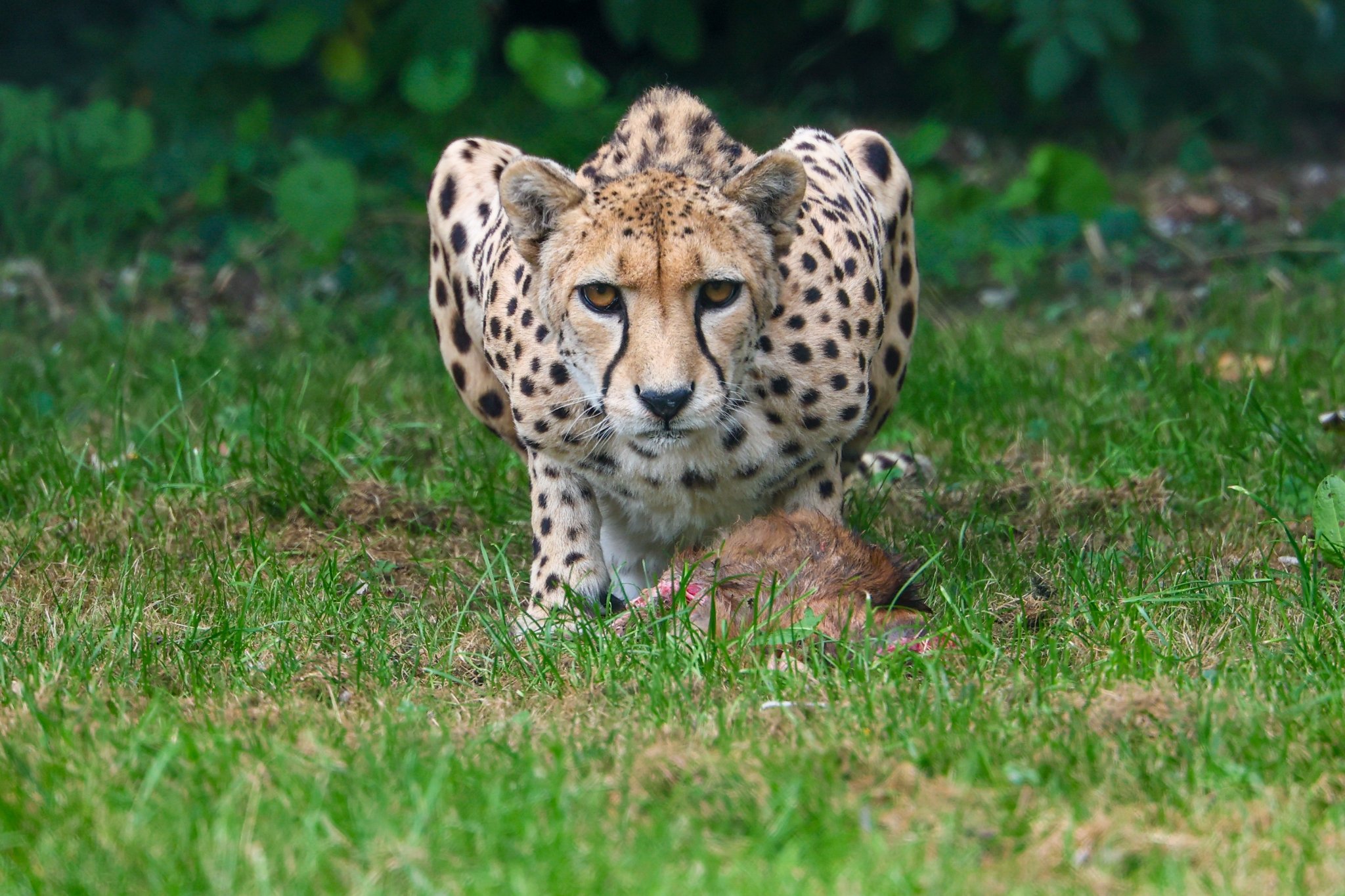 Banham Zoo 24-08-2025 0062.jpg