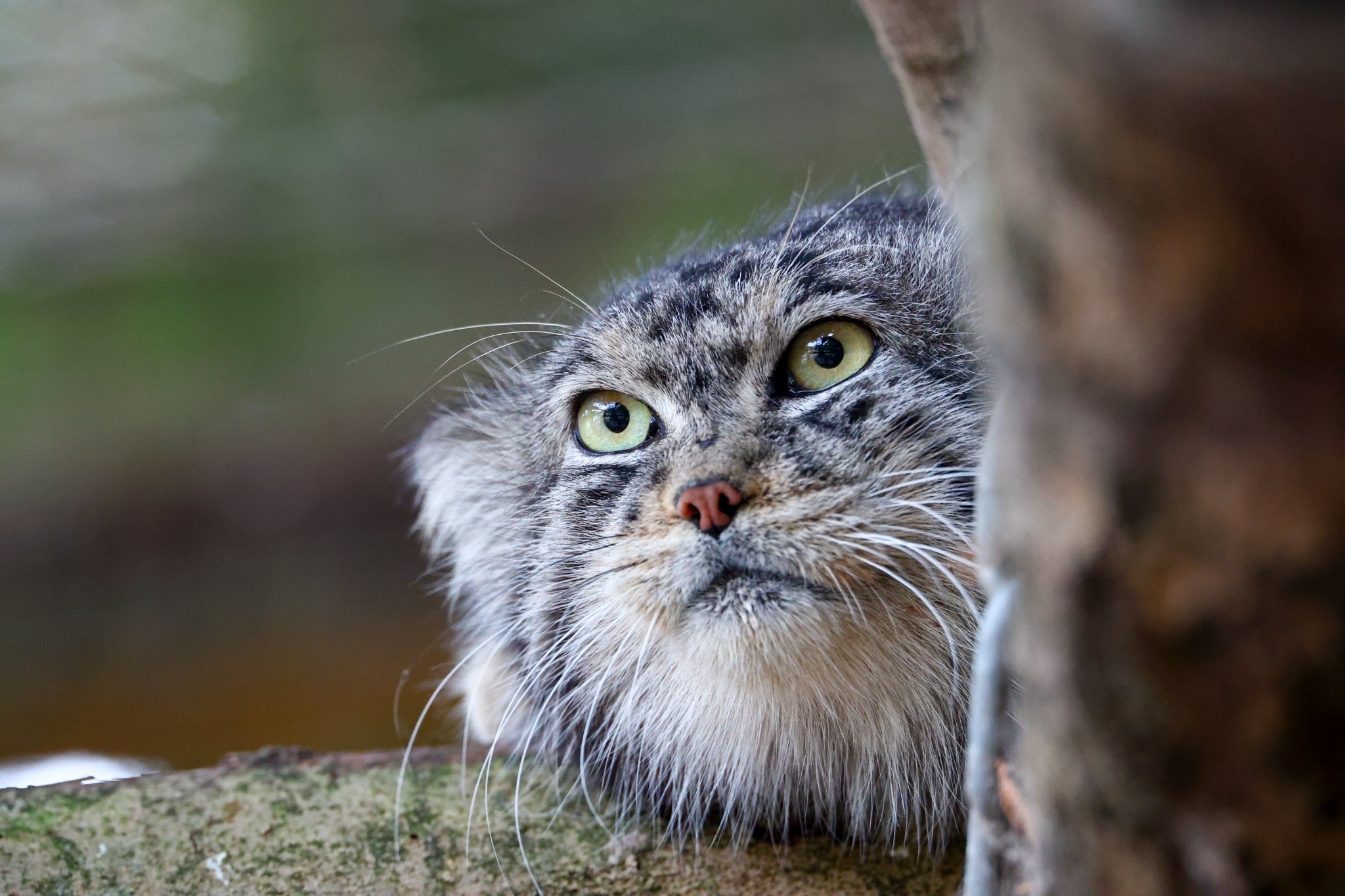 Banham Zoo 24-08-2025 0065.jpg