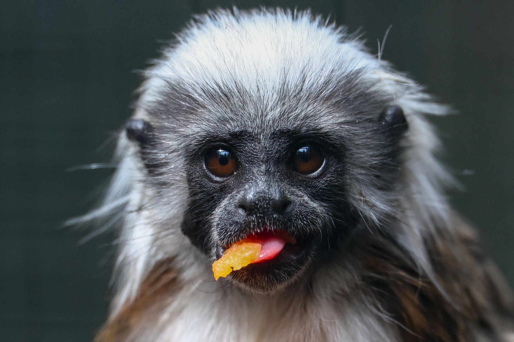 Banham Zoo 24-08-2025 0074.jpg