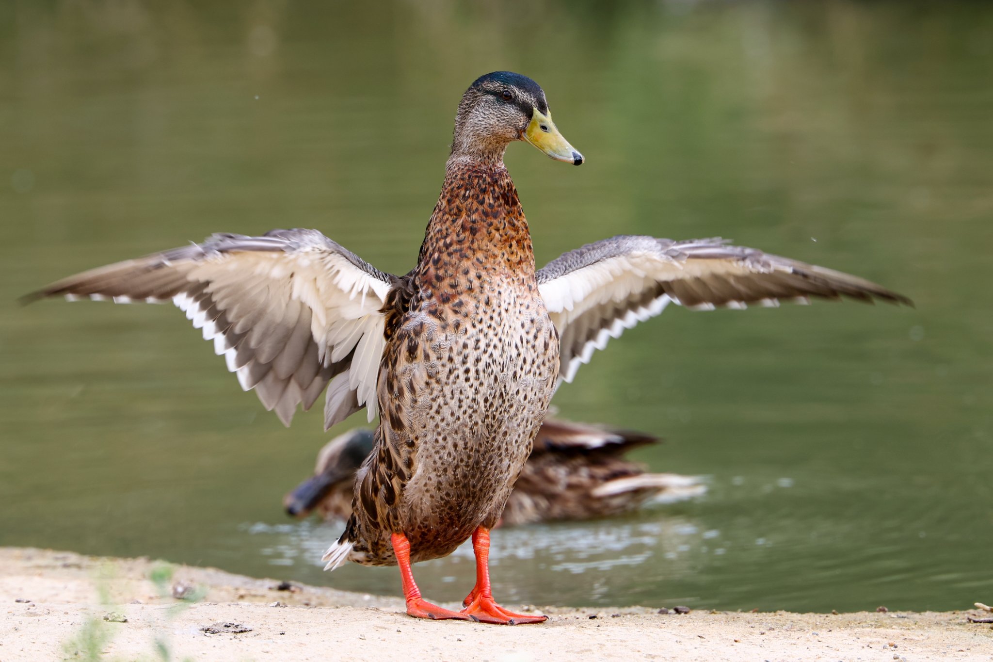 Banham Zoo 24-08-2025 0133.jpg