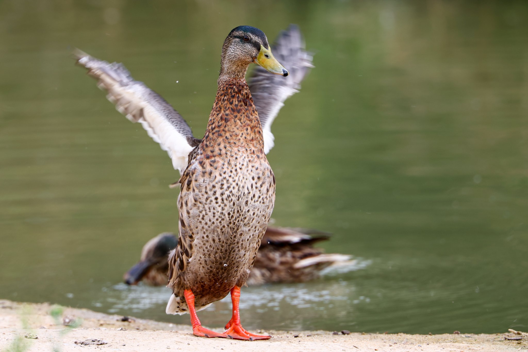 Banham Zoo 24-08-2025 0134.jpg