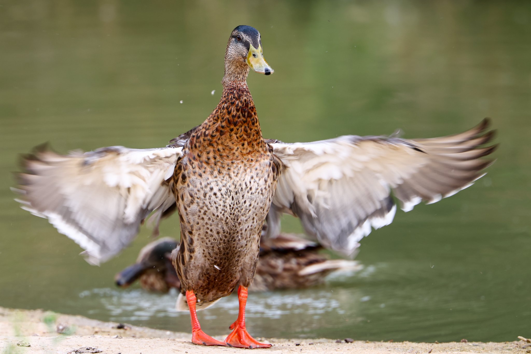 Banham Zoo 24-08-2025 0135.jpg