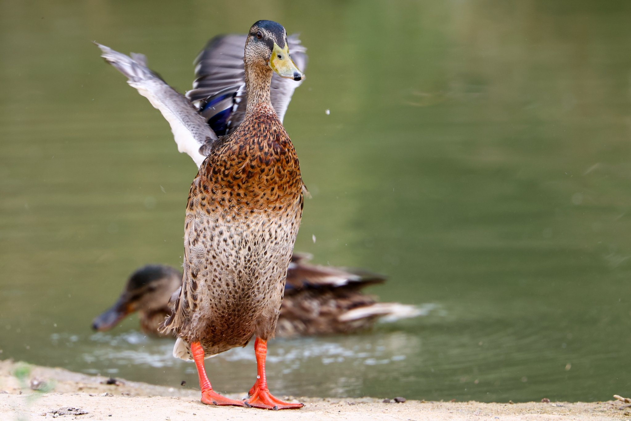 Banham Zoo 24-08-2025 0136.jpg
