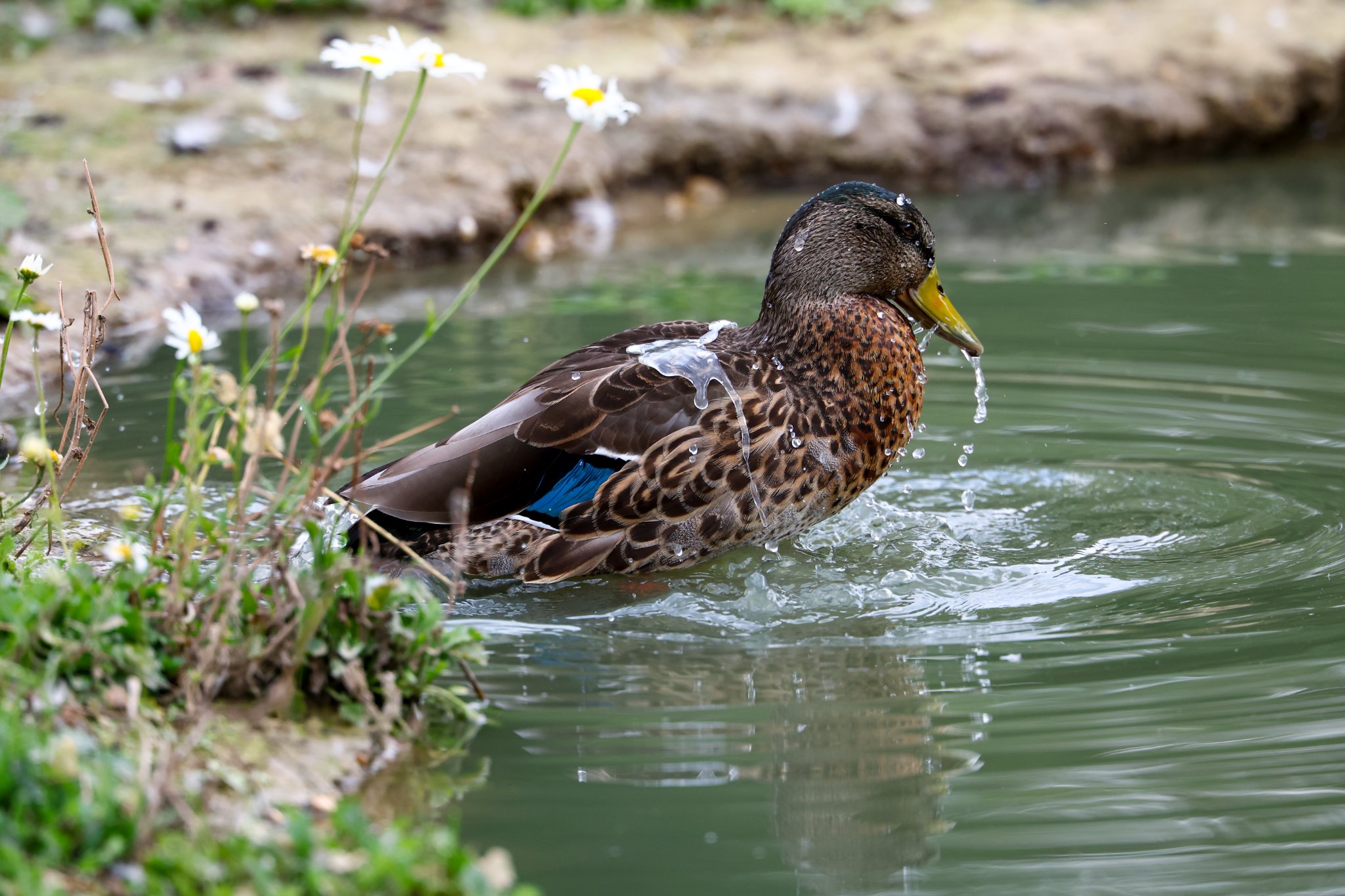Banham Zoo 24-08-2025 0150.jpg