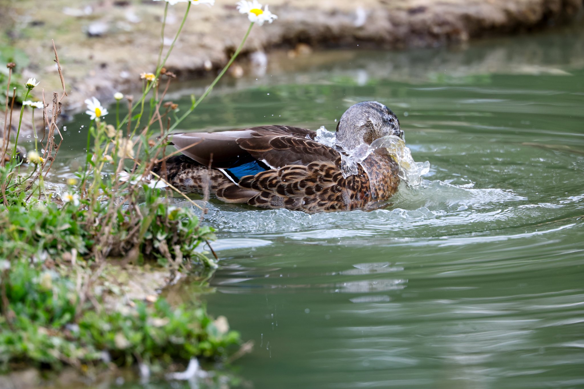 Banham Zoo 24-08-2025 0151.jpg