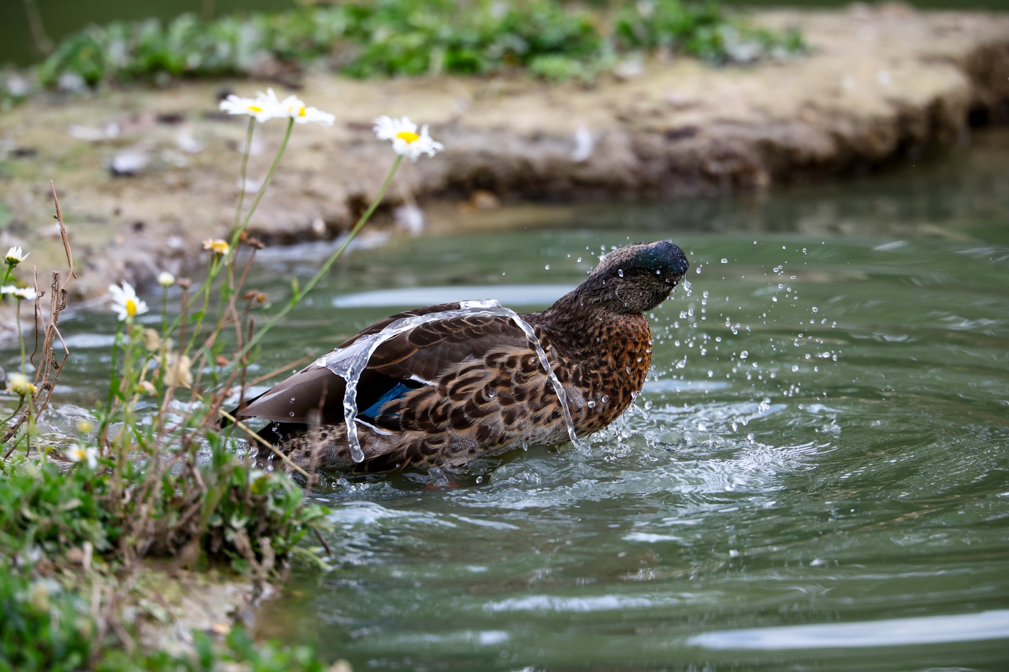 Banham Zoo 24-08-2025 0152.jpg