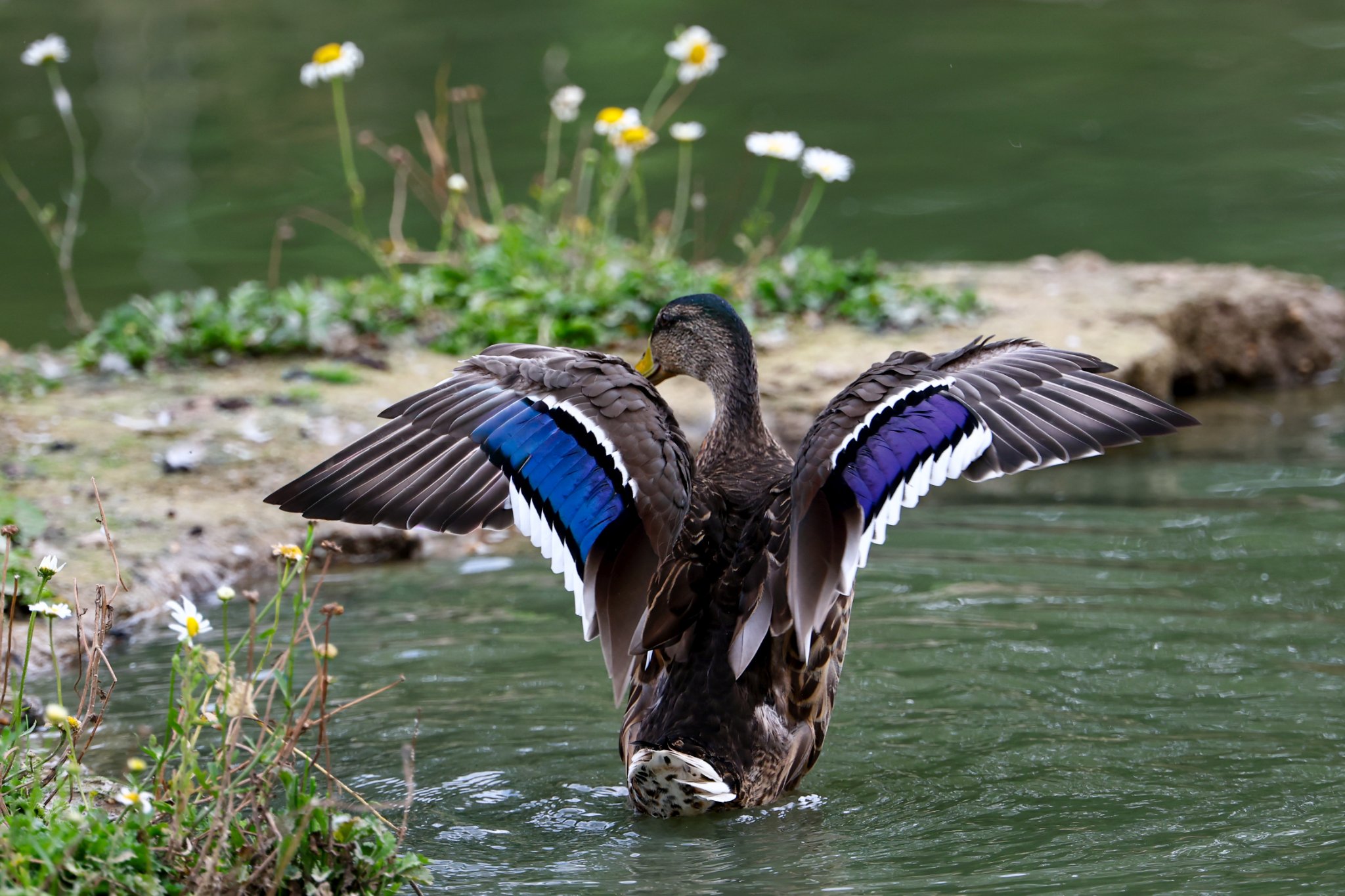 Banham Zoo 24-08-2025 0154.jpg
