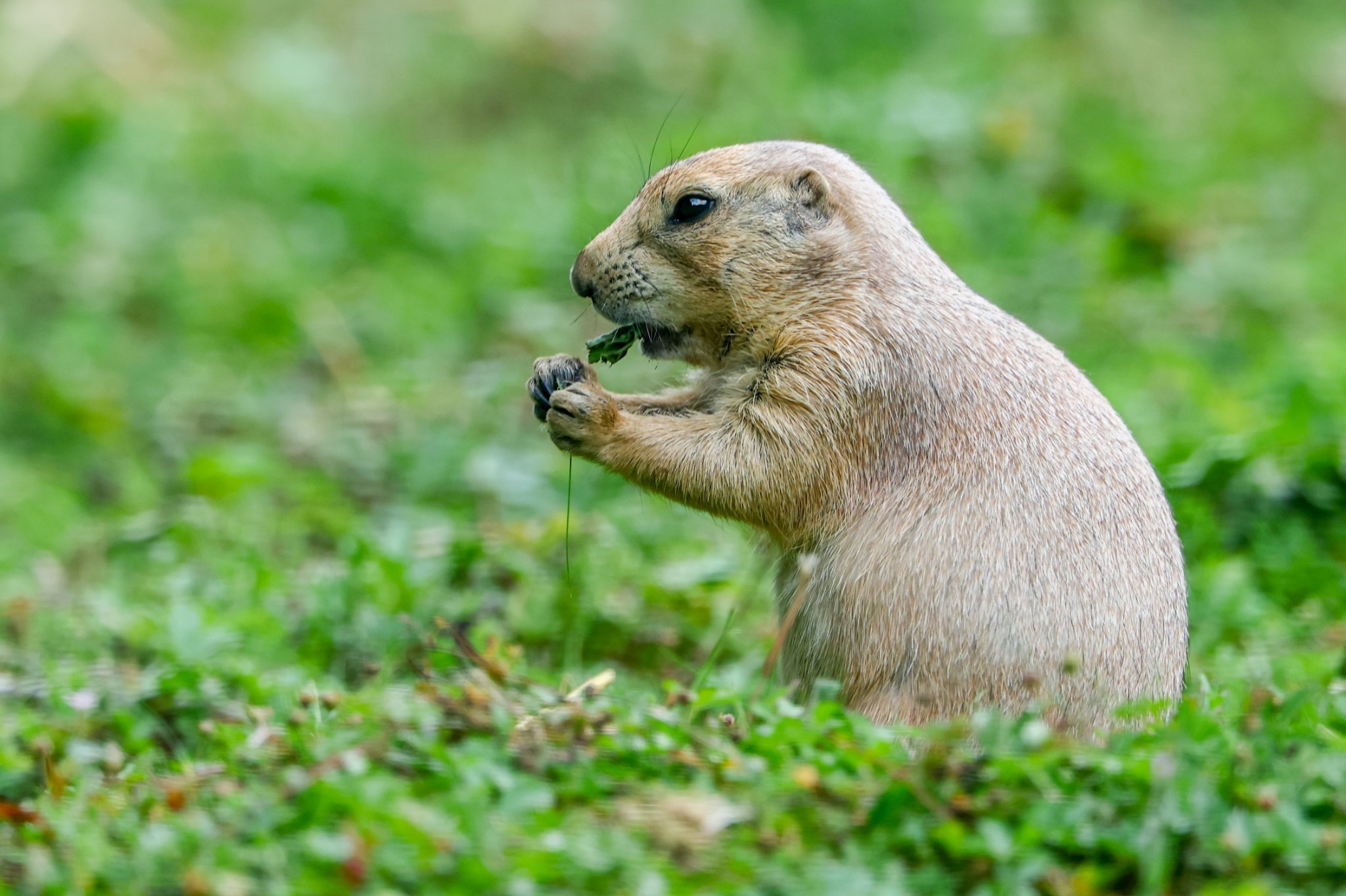 Banham Zoo 24-08-2025 0159.jpg