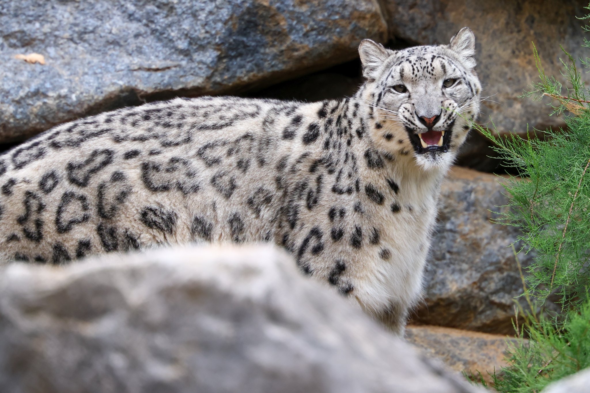 Banham Zoo 24-08-2025 0179.jpg