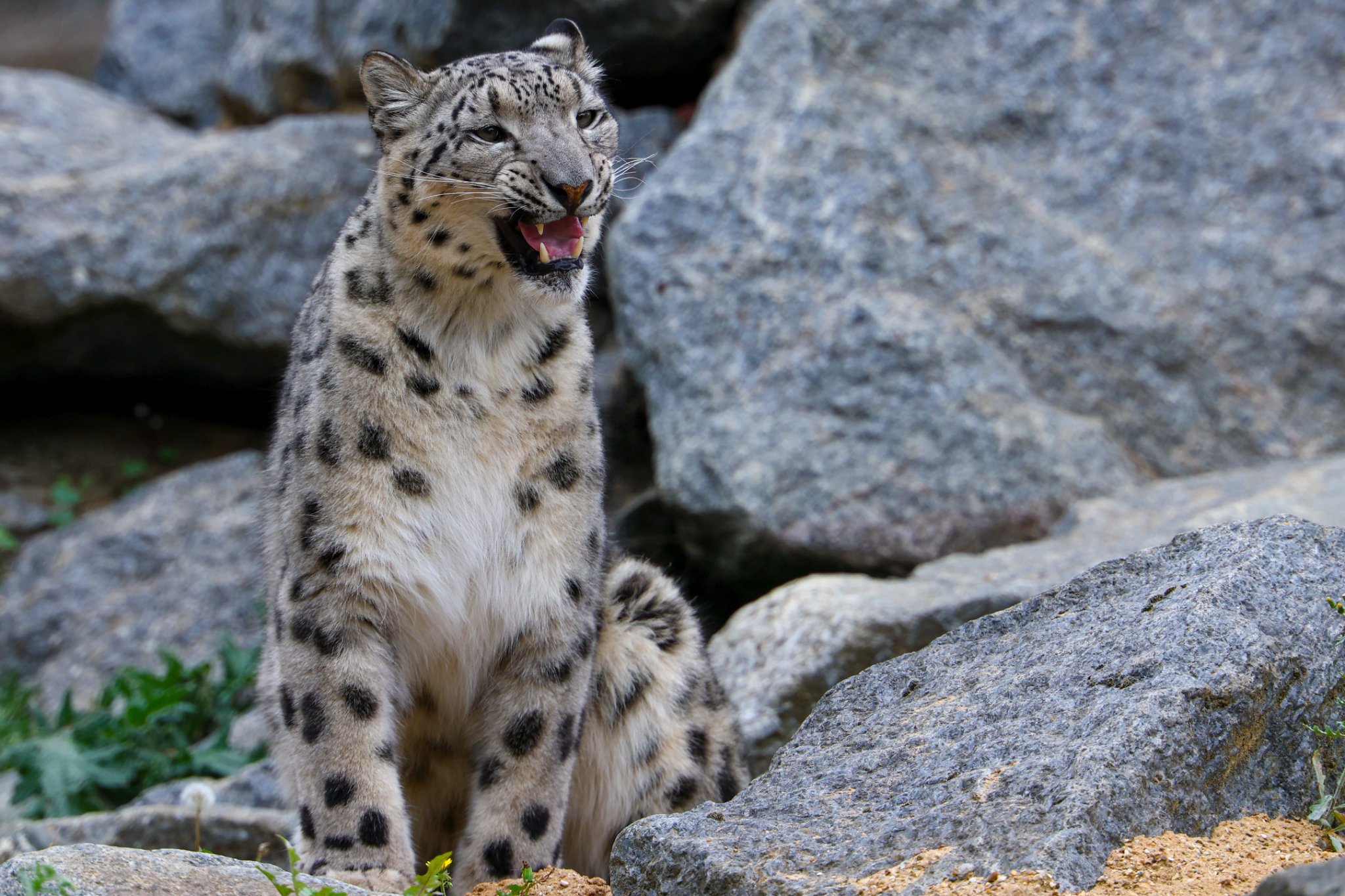 Banham Zoo 24-08-2025 0186.jpg