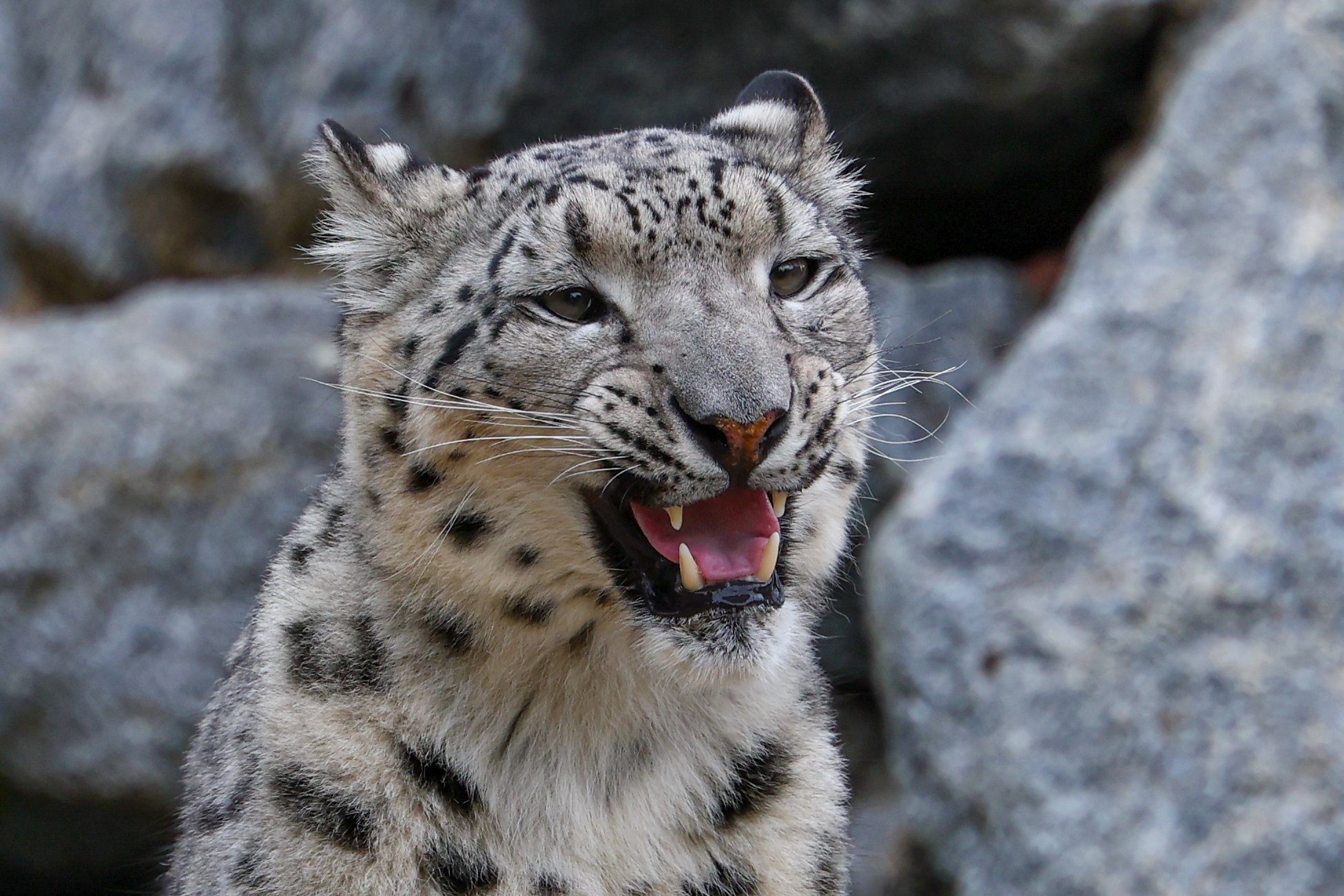 Banham Zoo 24-08-2025 0187.jpg