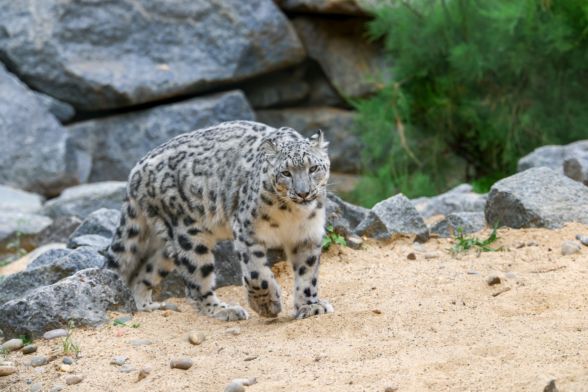 Banham Zoo 24-08-2025 0190.jpg