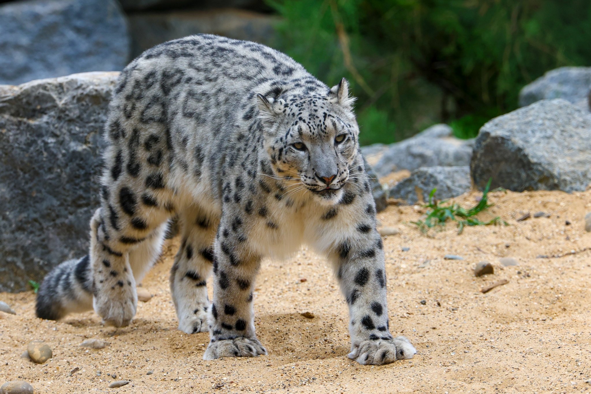 Banham Zoo 24-08-2025 0191.jpg