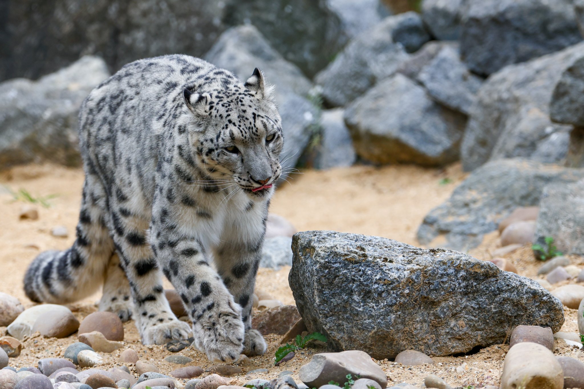 Banham Zoo 24-08-2025 0195.jpg