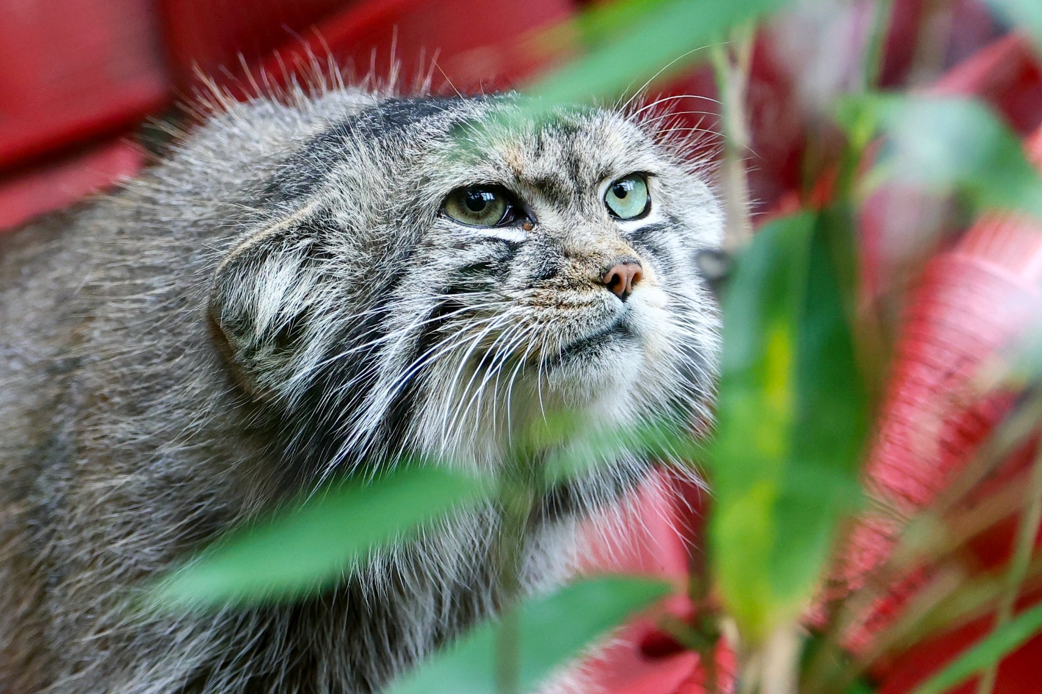 Banham Zoo 24-08-2025 0201.jpg