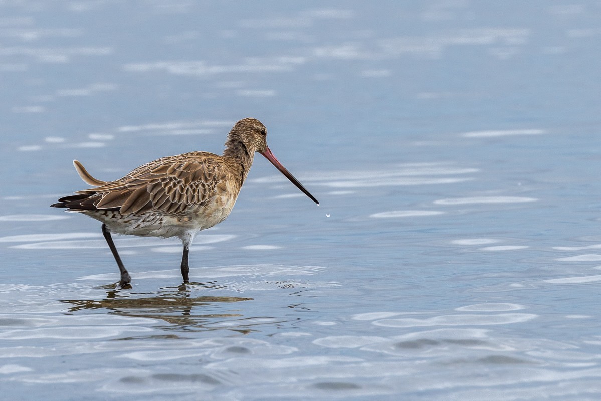 Bar-tailed Godwit : Moreton Bay, Queensland