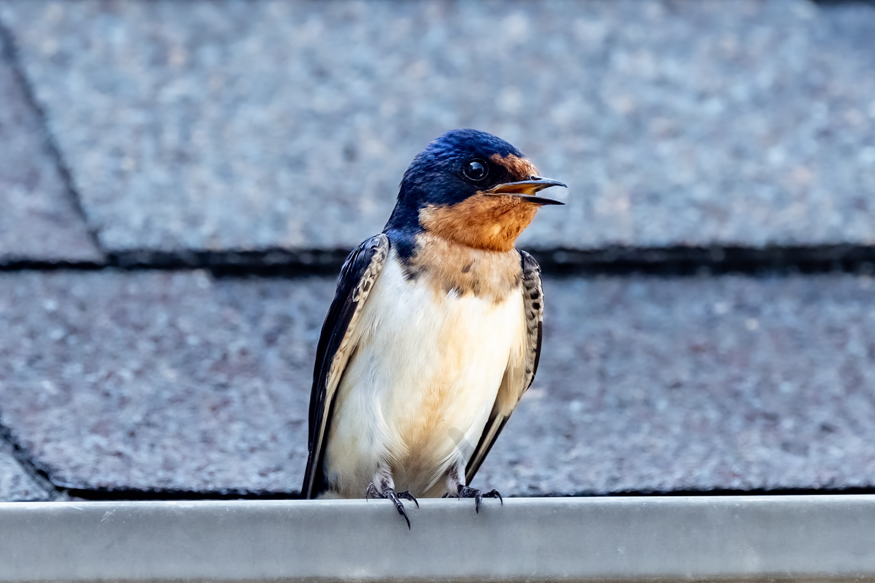 Barn Swallow