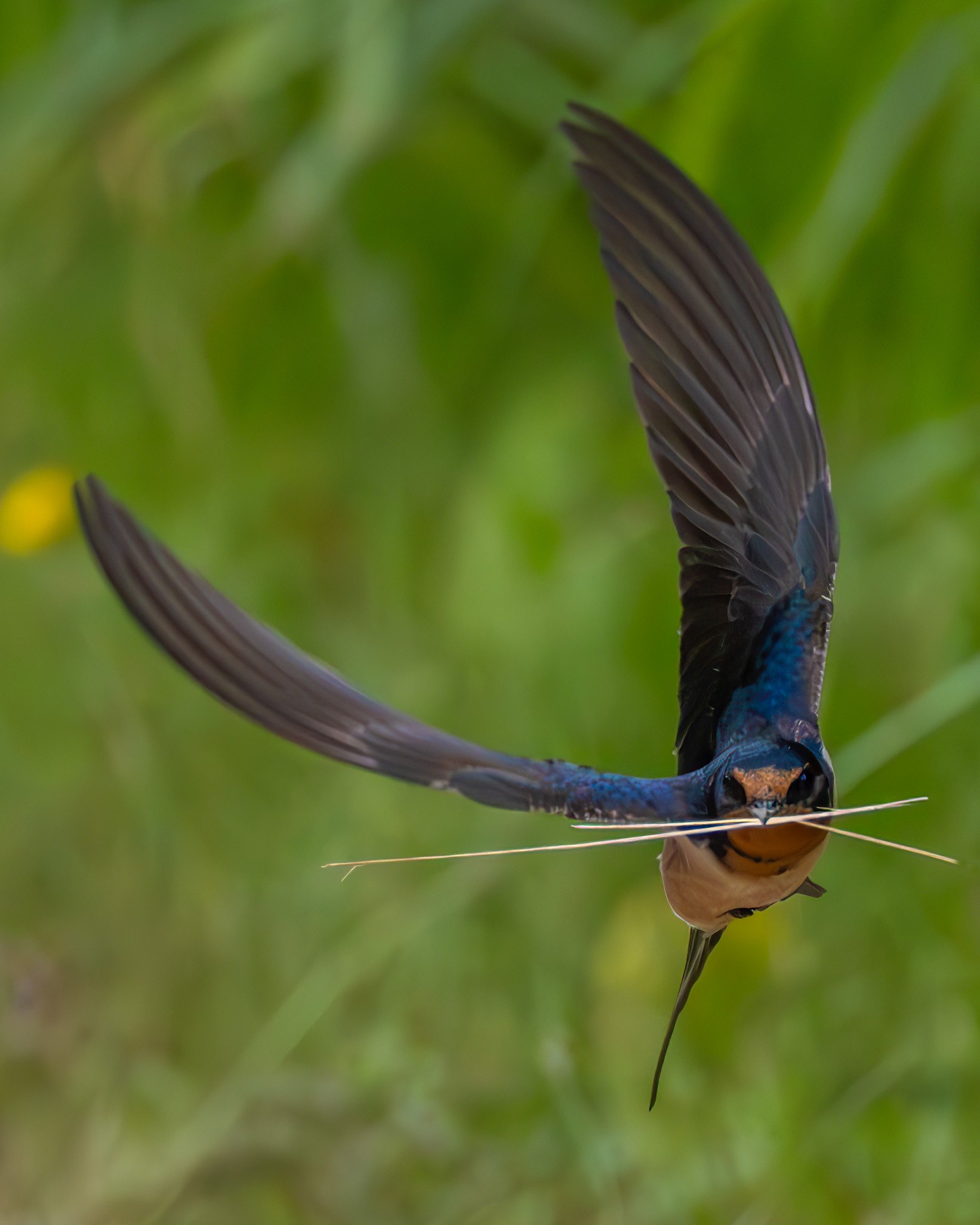 Barn Swallow