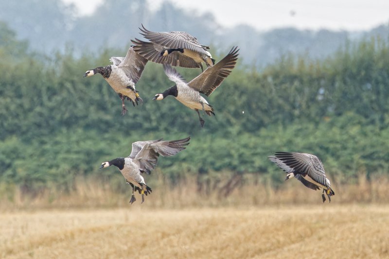 Barnacle Geese