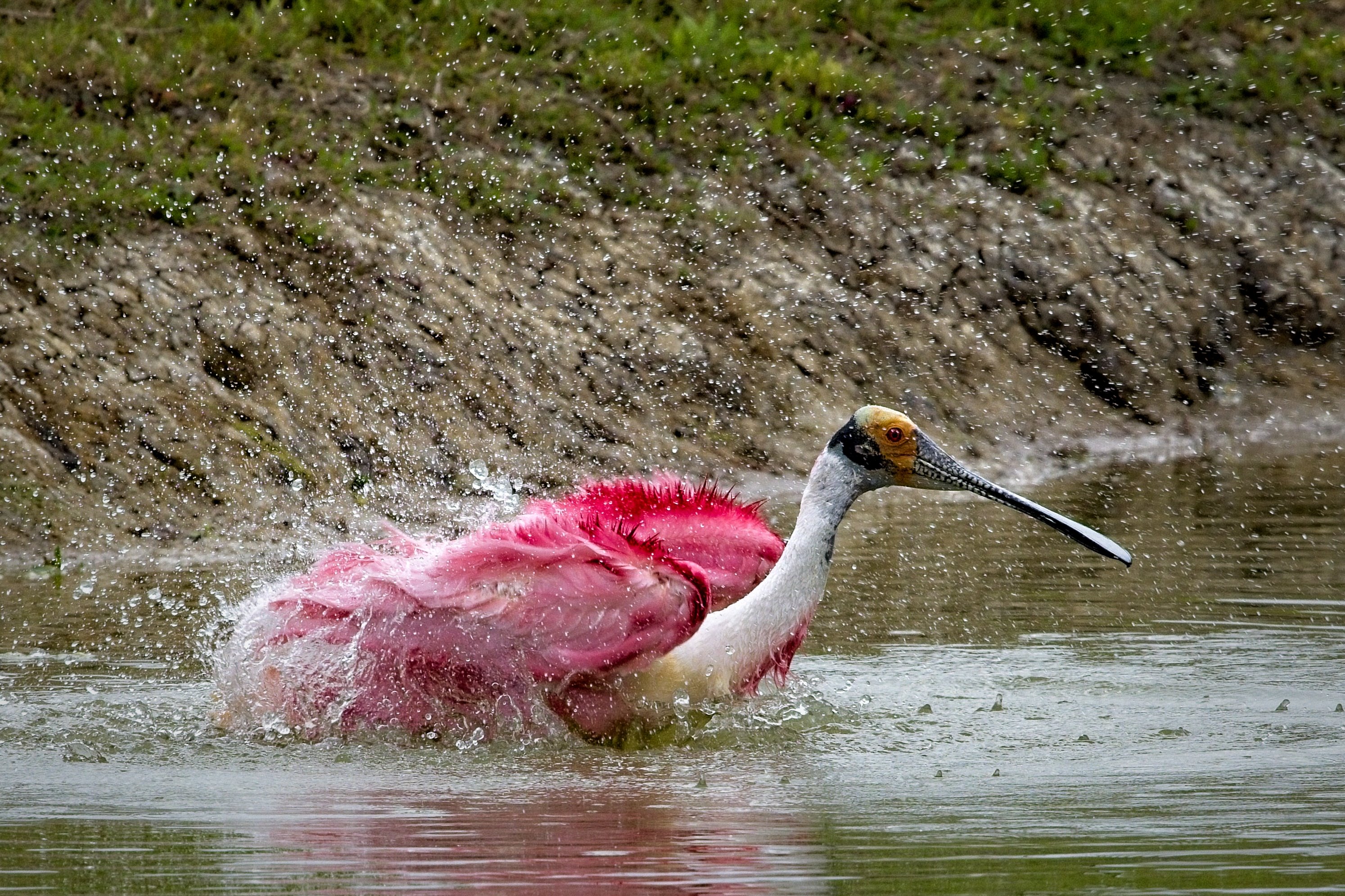 bathing Roseate Spoonbill