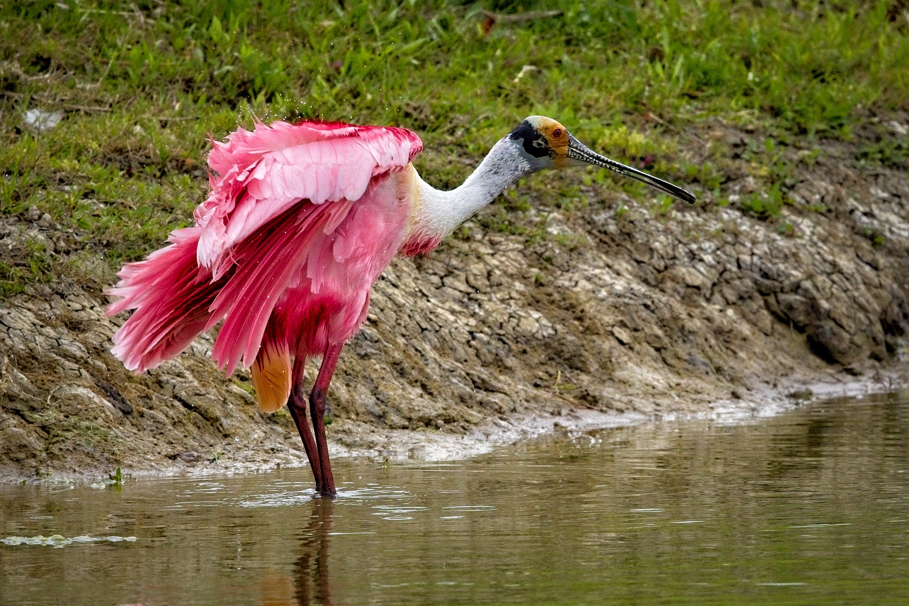 bathing Roseate Spoonbill