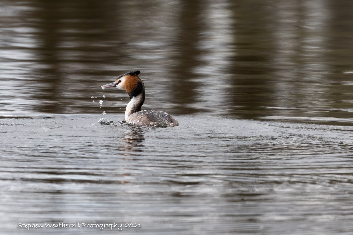 Bathing time for Great Crested Grebe.jpg