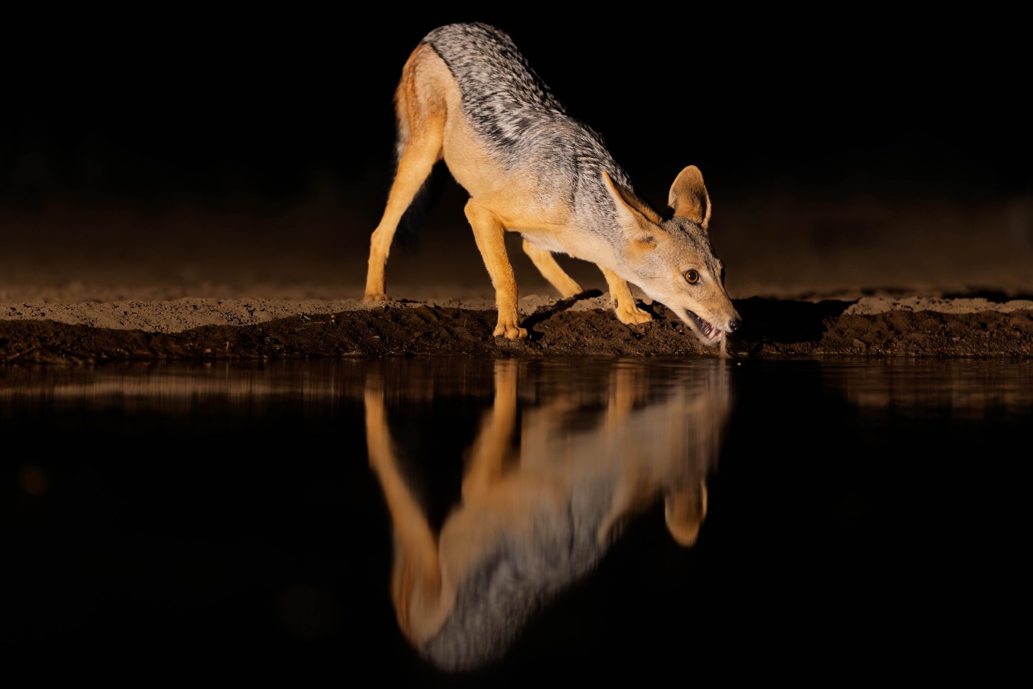 BB Jackal Water Hole at night..jpg