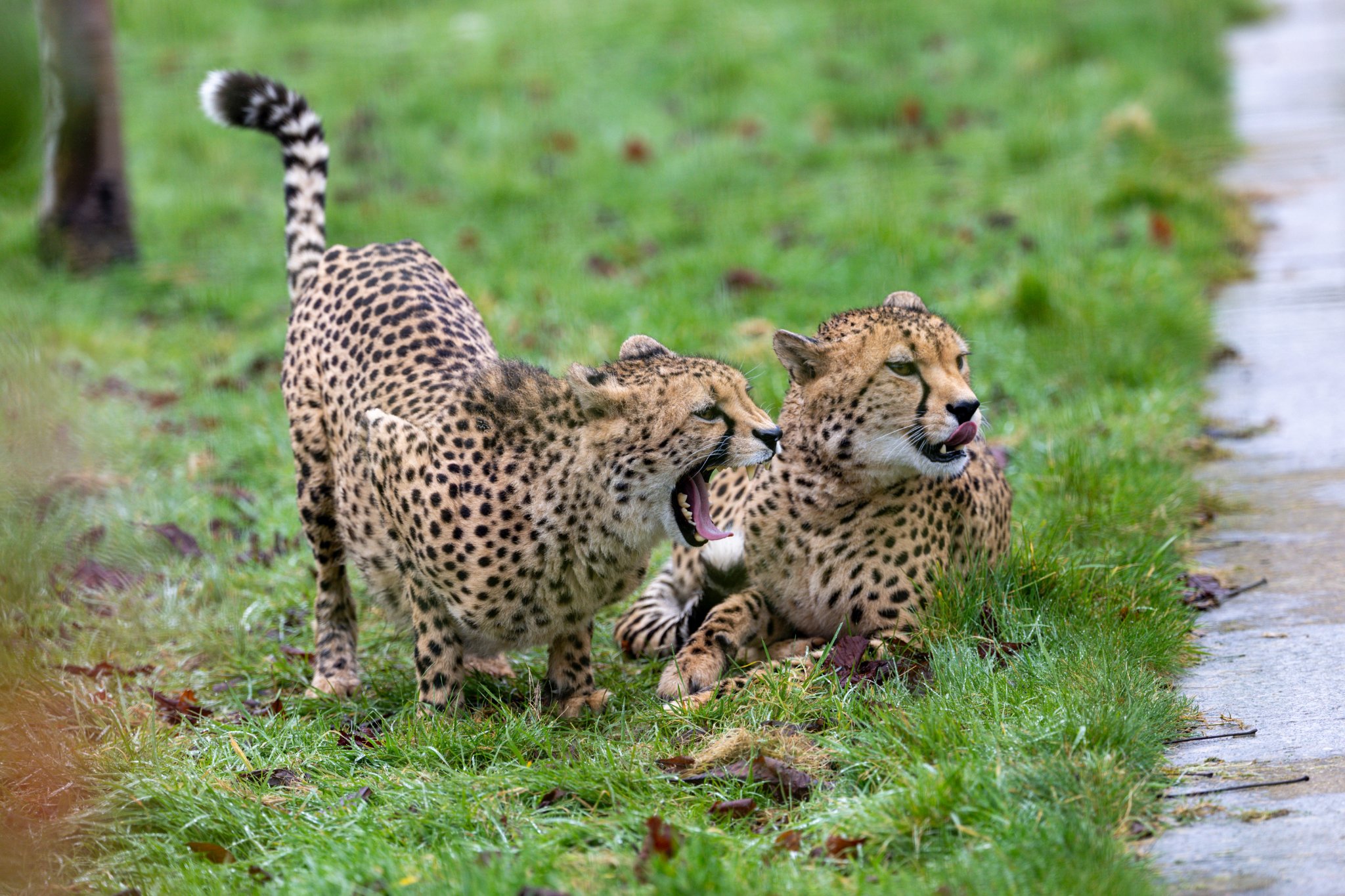 BCS 27-02-2026 0102.jpg