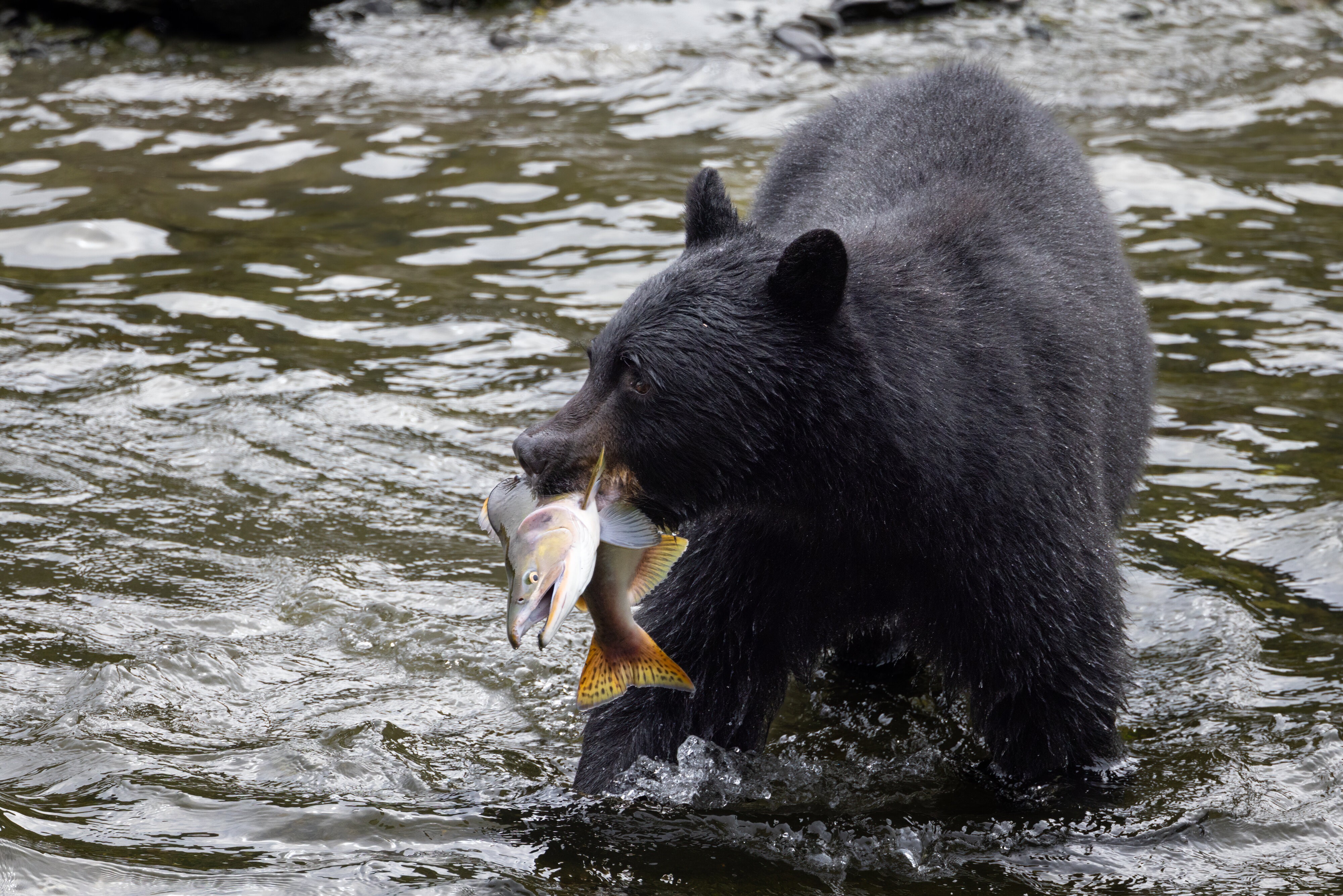 Bear and Fish 1 08-23-2023.jpg