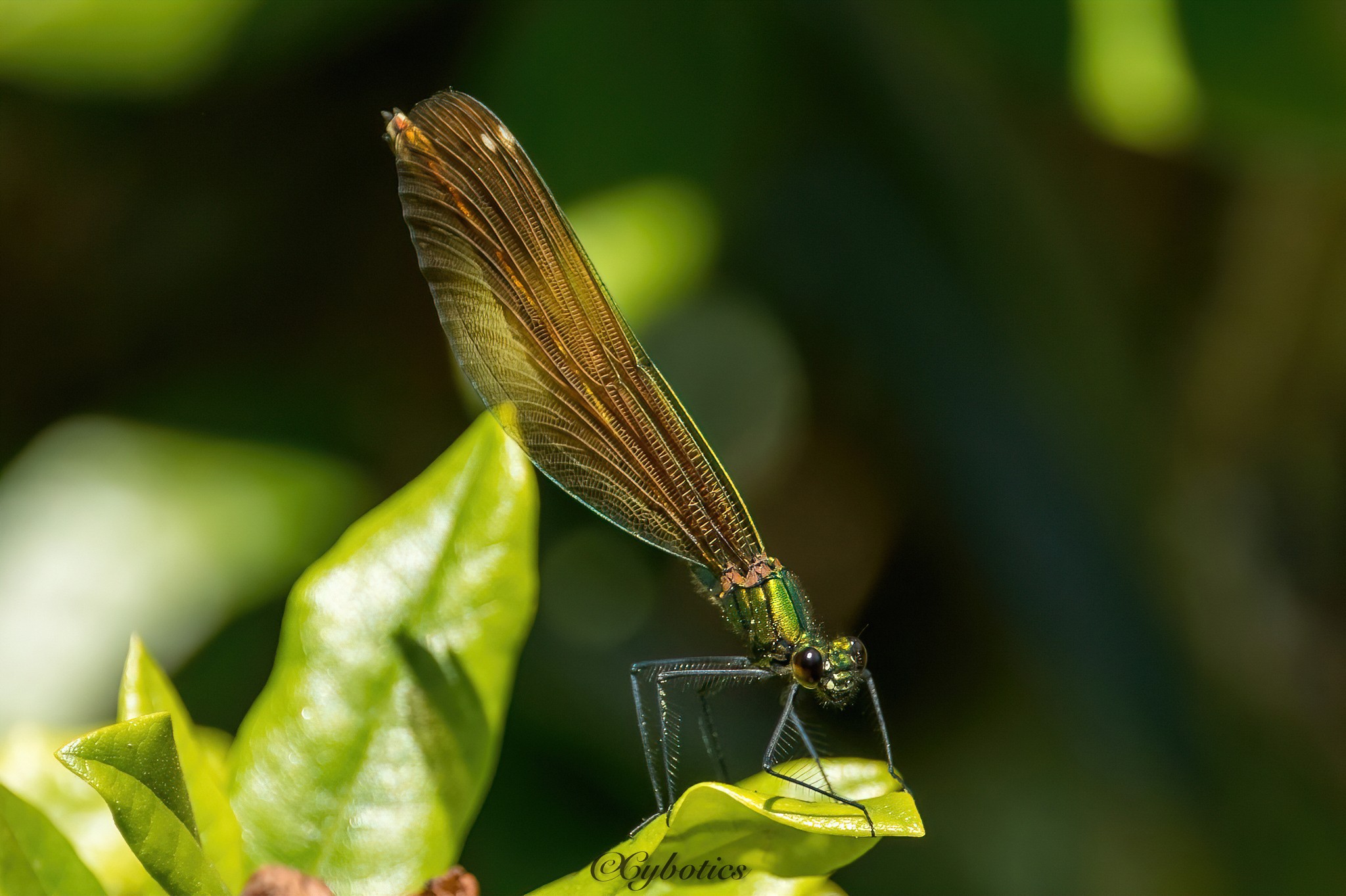 Beautiful Demoiselle