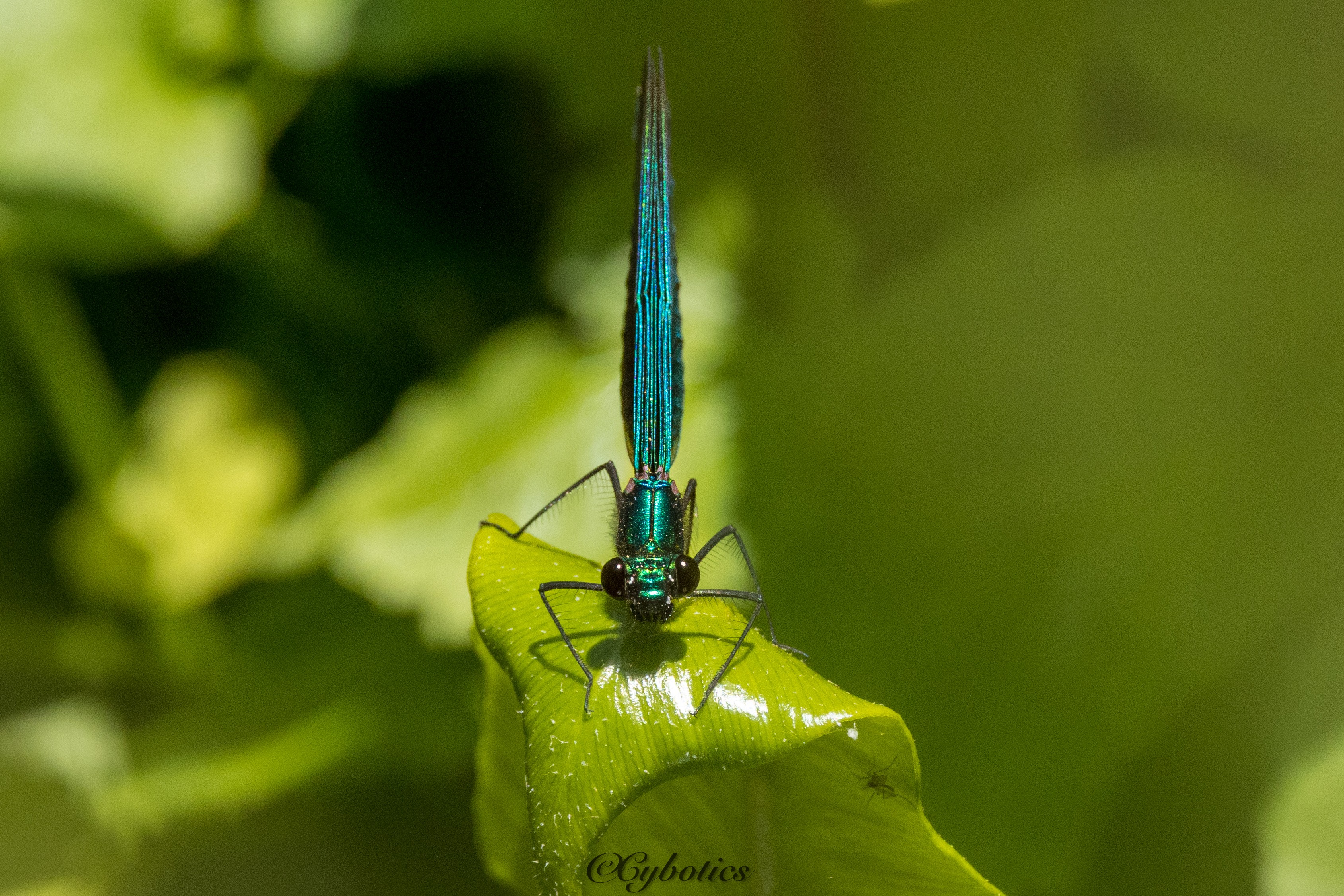 Beautiful Demoiselle