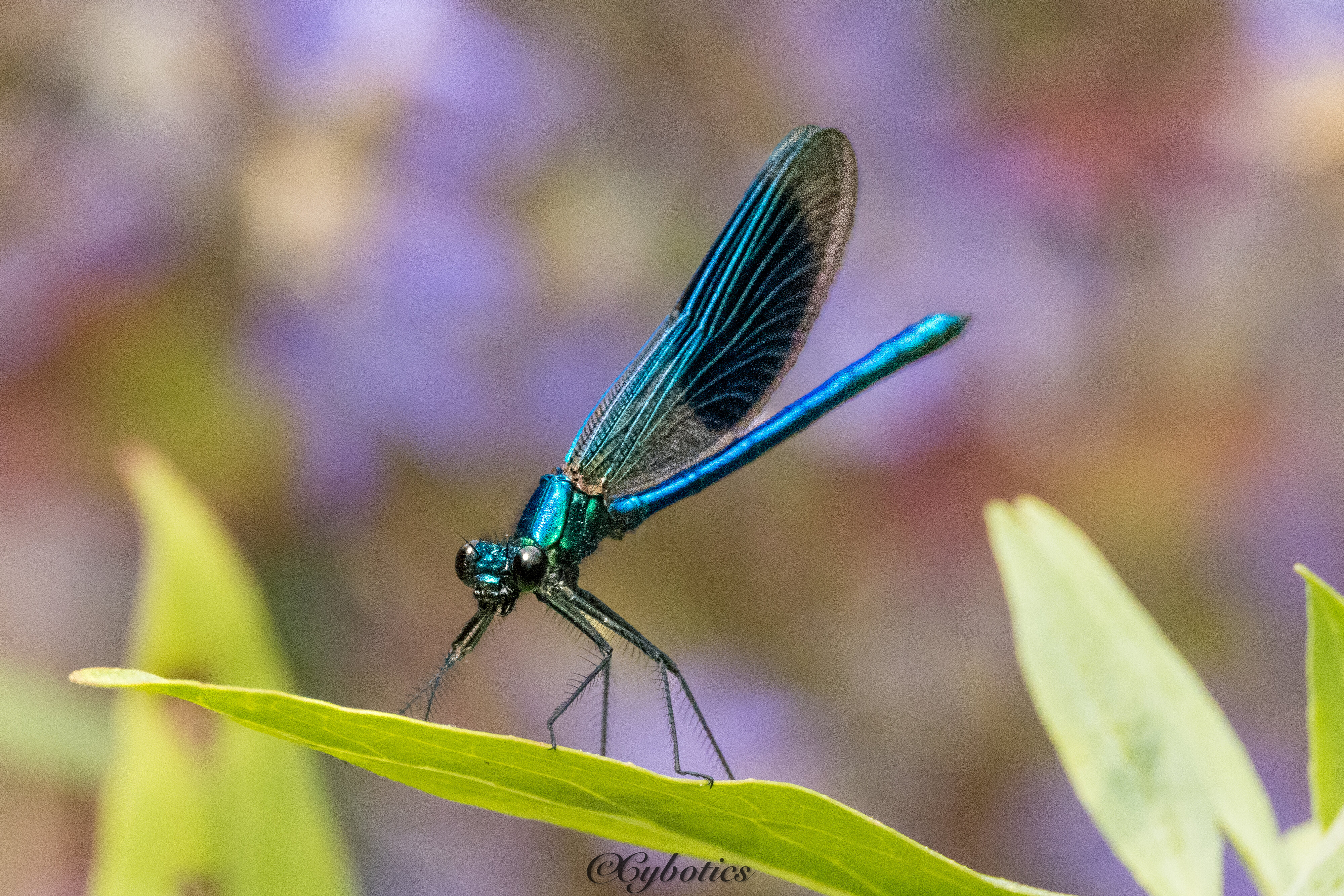 Beautiful Demoiselle