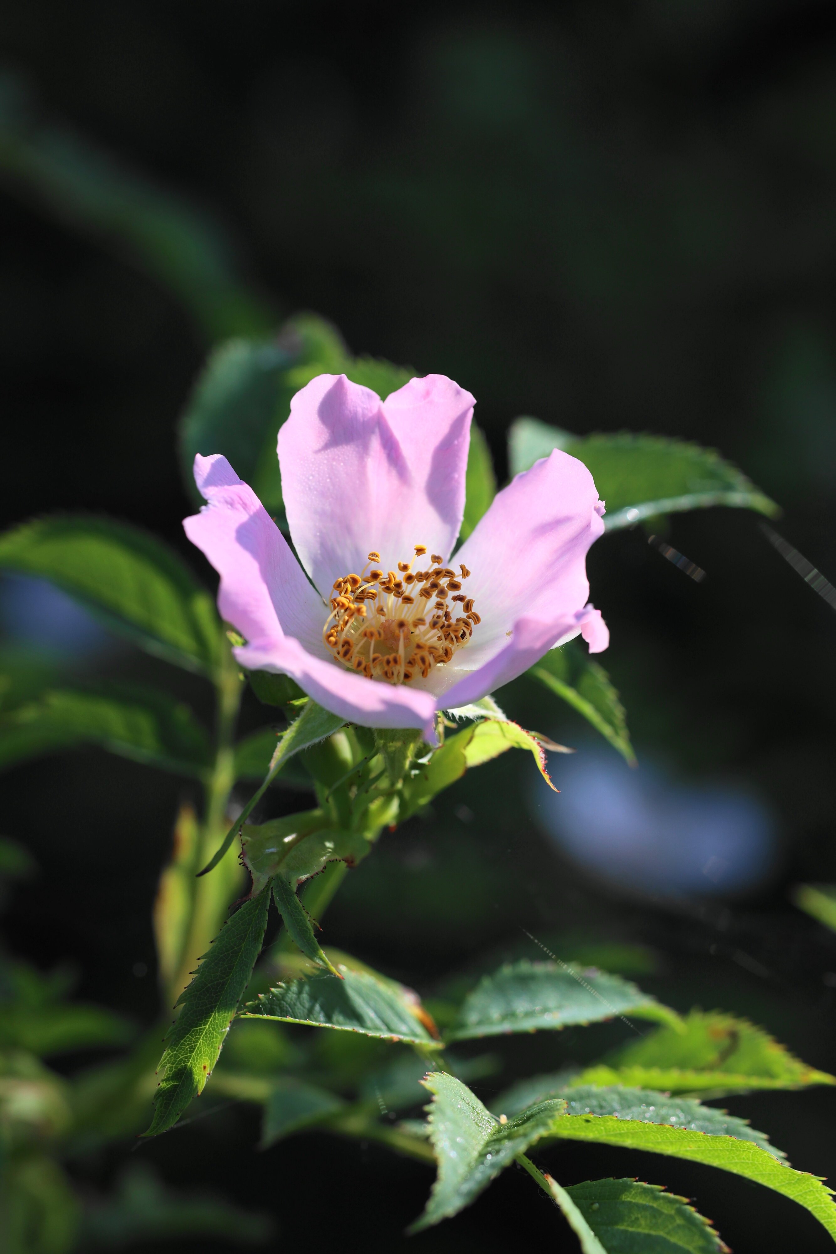 'Beautiful Wildflower'