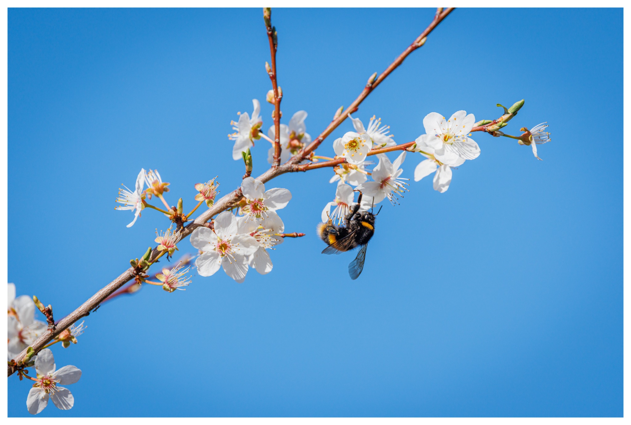 Bee-bloss-lg-9284.jpg