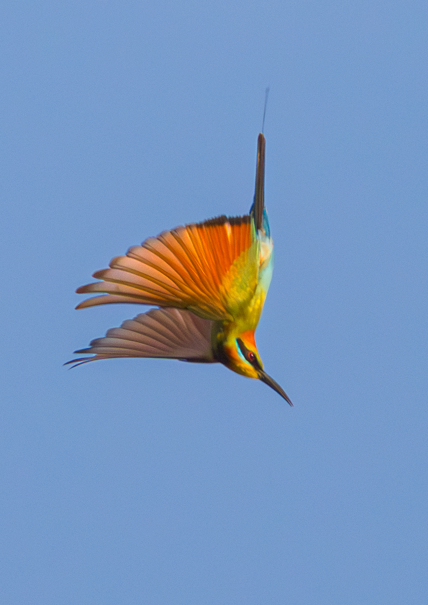 bee-eater-rainbow-001-a-exp2000px.jpg