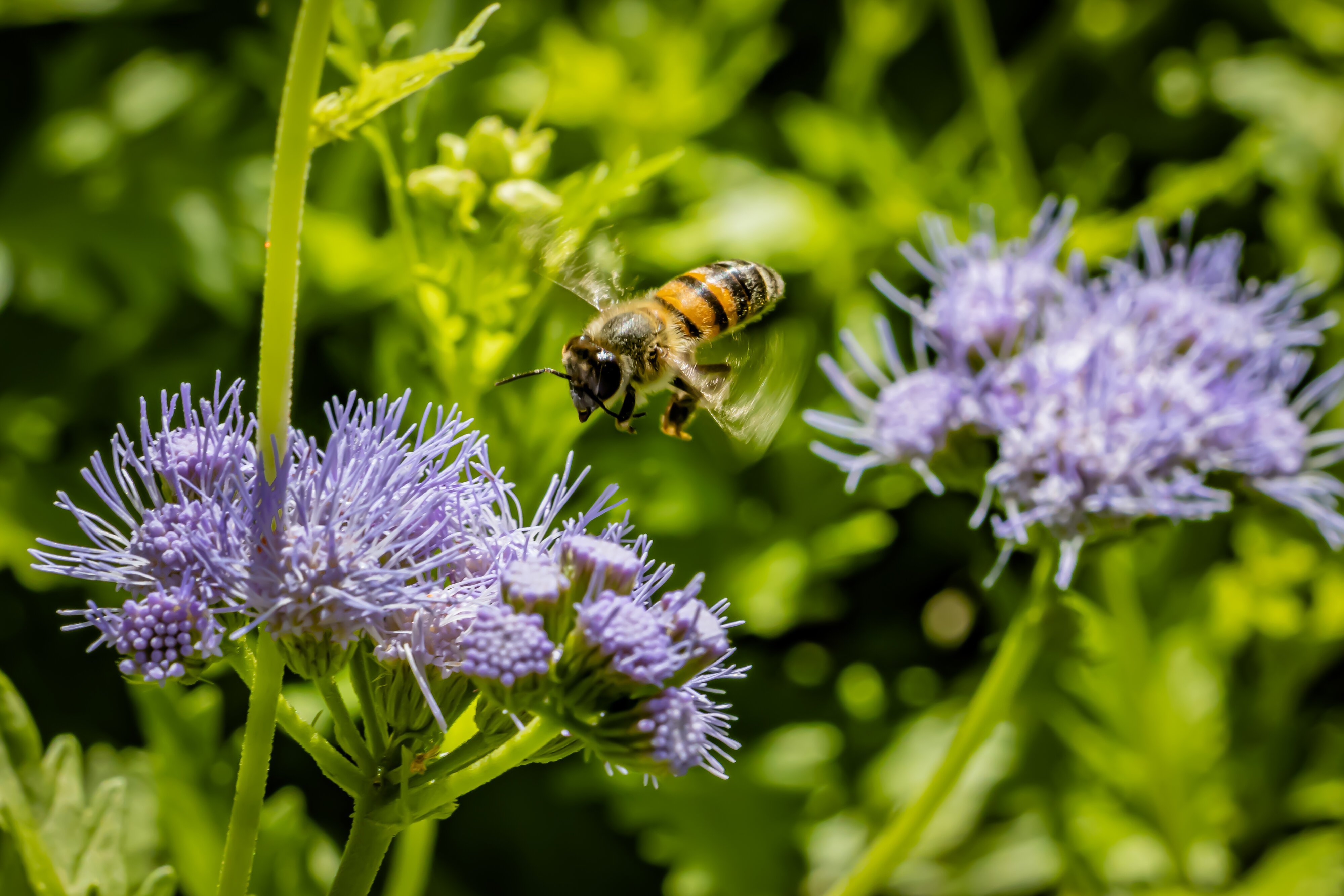 Bee Hovering