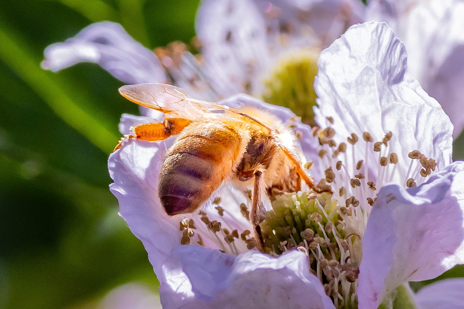 Bee on Blackberry - Logan UT