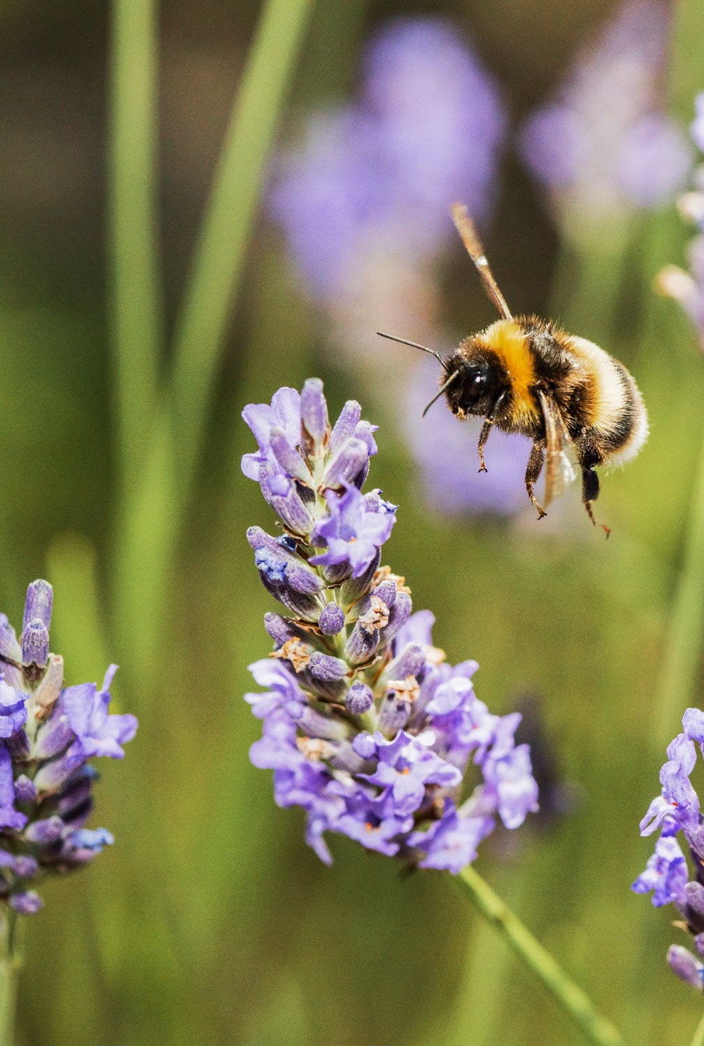 Bee on final approach