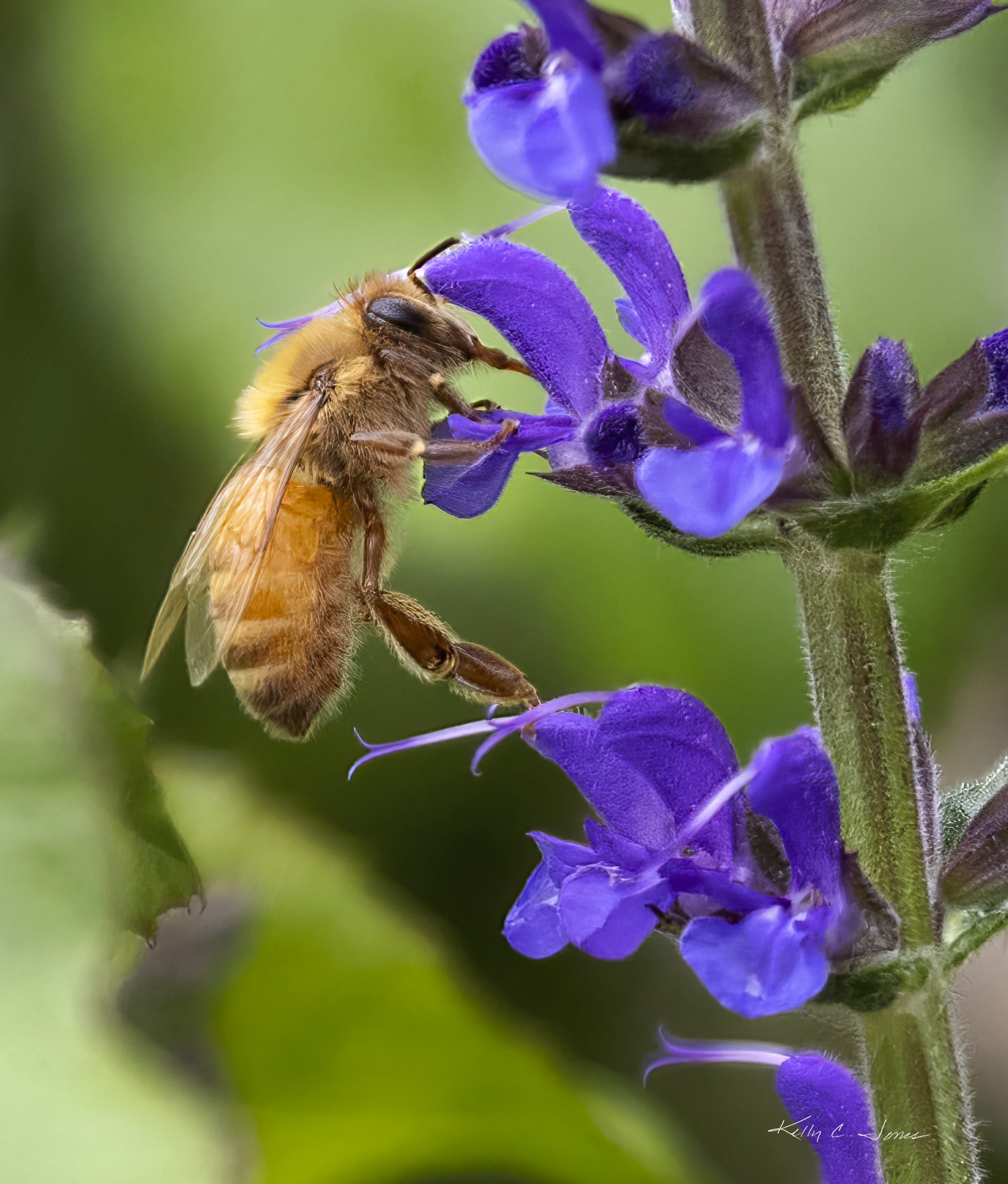 Bee on Flower