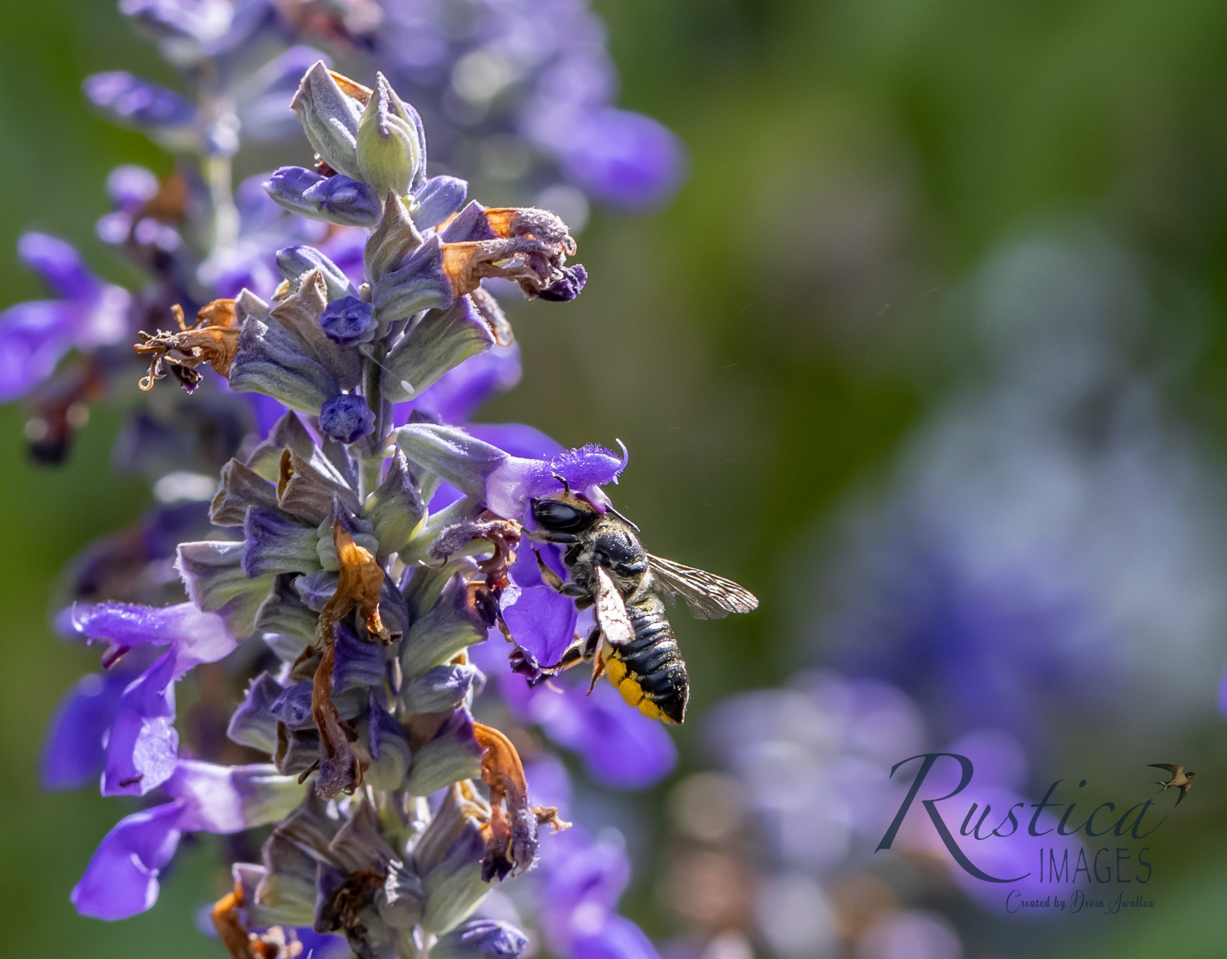 Bee on Salvia