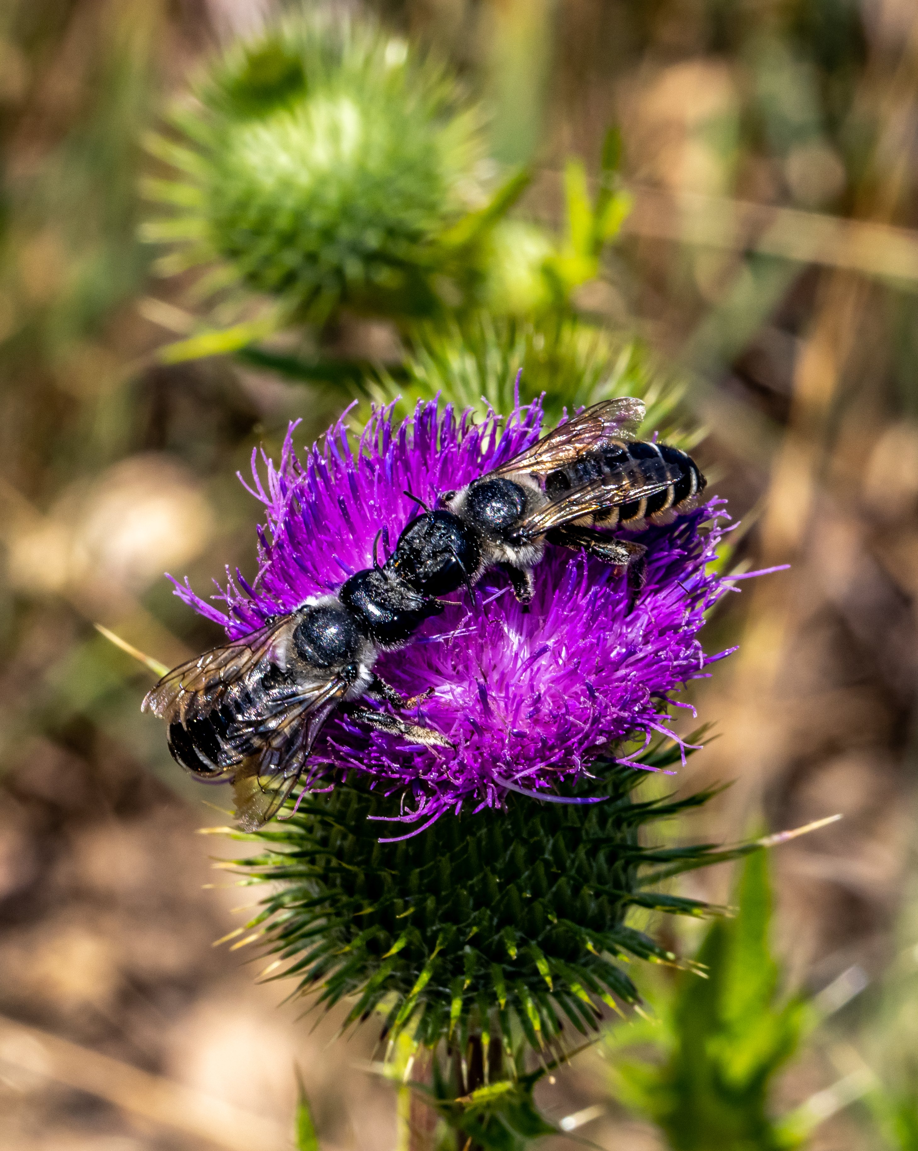 Bee on Thistle at Tony's Grove, Logan Canyon, UT_4565