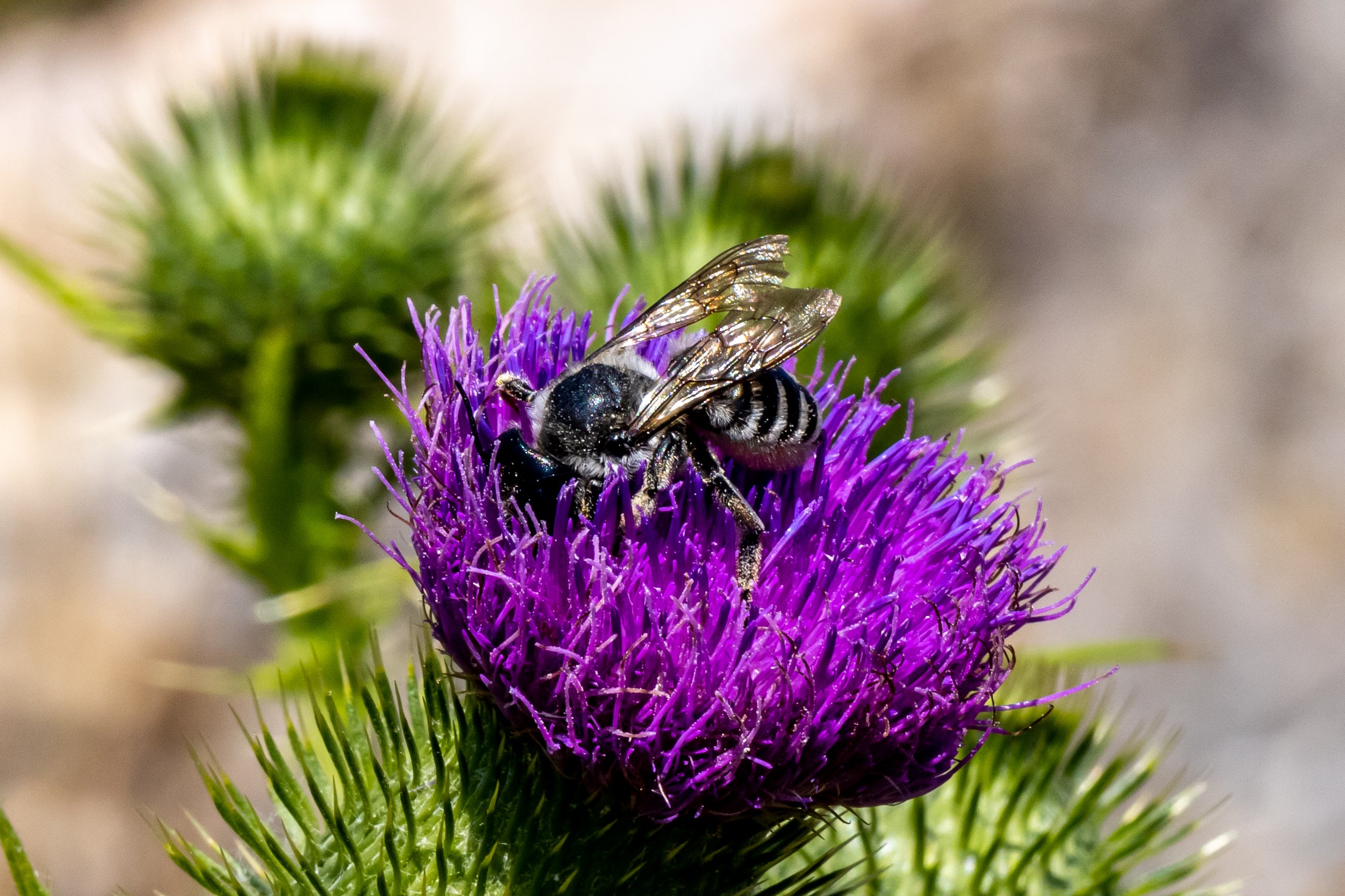 Bee on Thistle at Tony's Grove, Logan Canyon, UT_4571.jpg