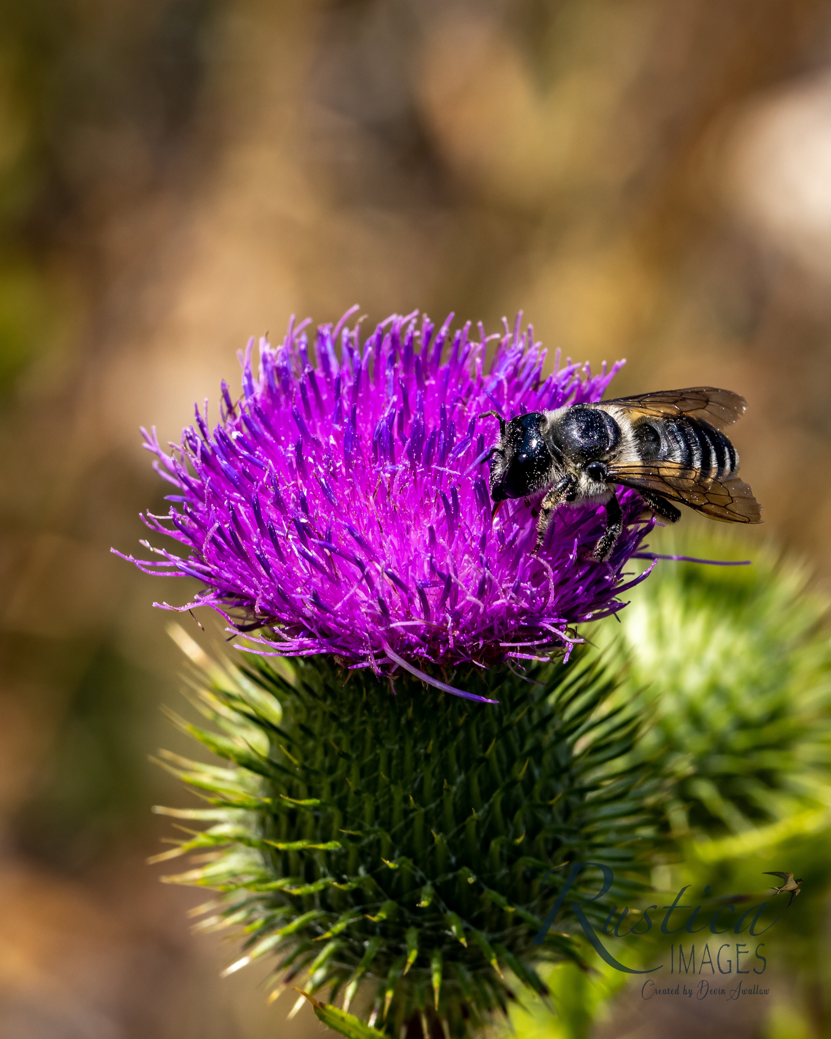 Bee on Thistle at Tony's Grove, Logan Canyon, UT_4609-2