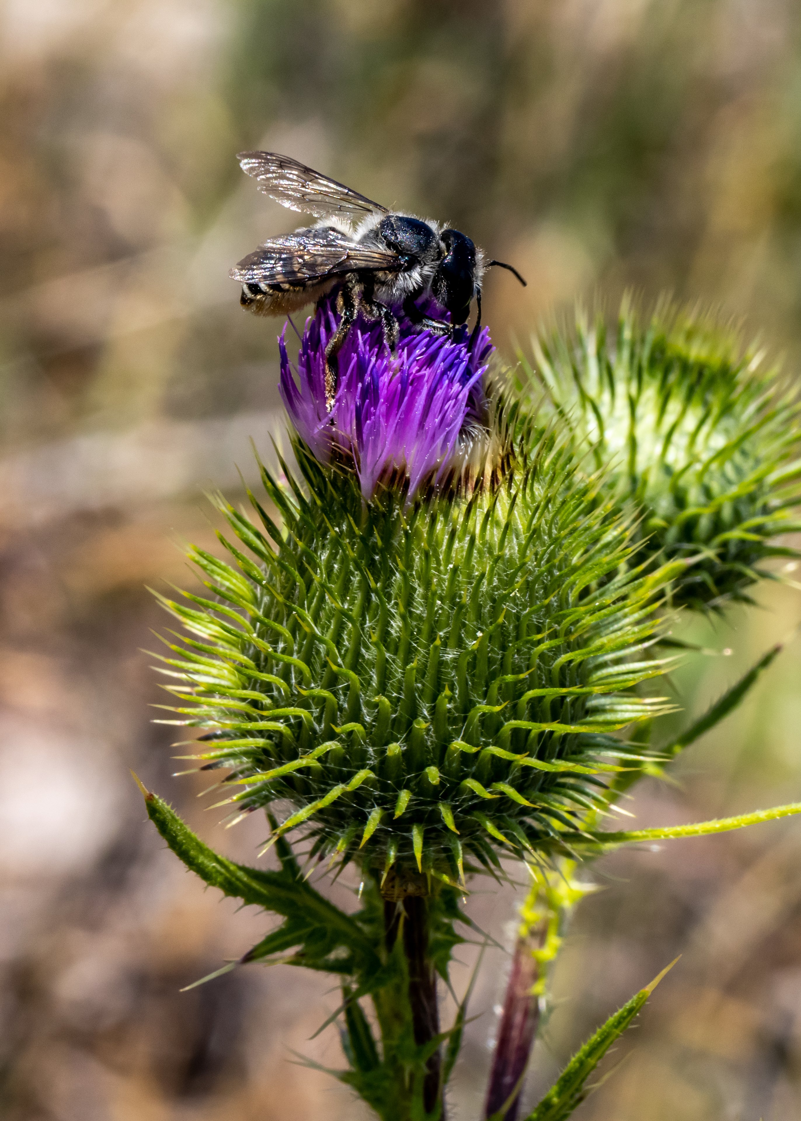 Bee on Thistle at Tony's Grove, Logan Canyon, UT_4850