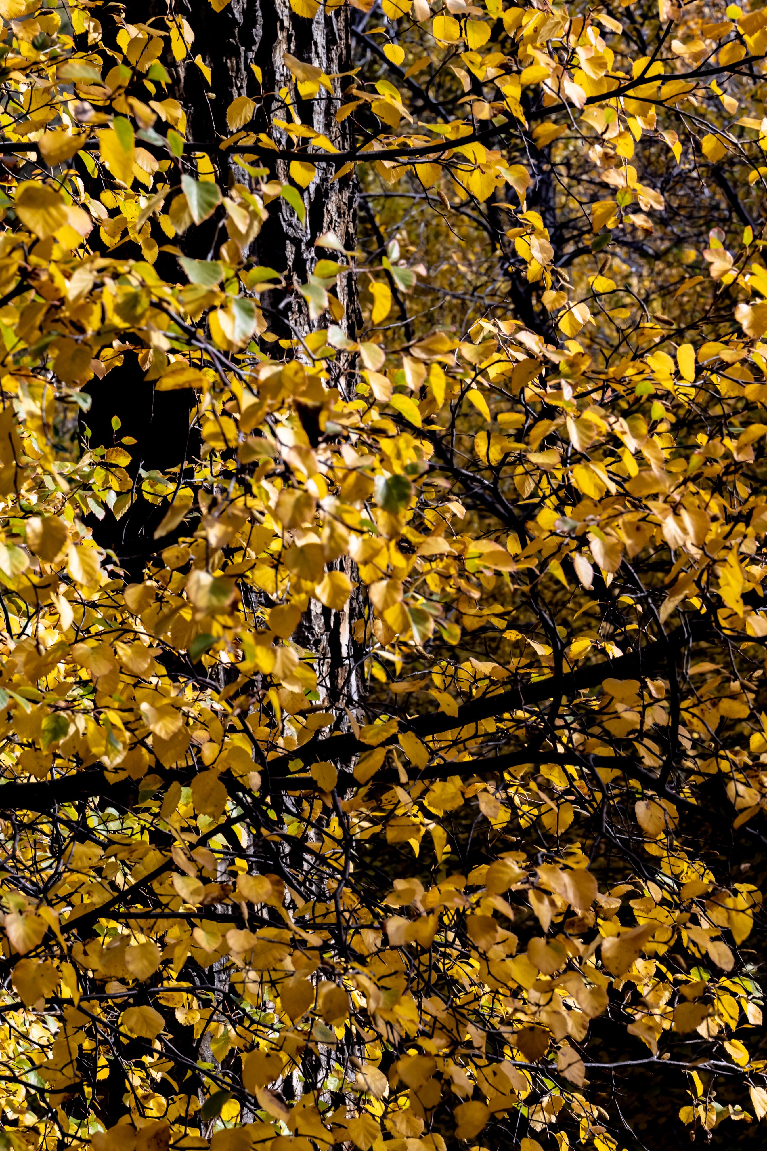 Big Cottonwood Canyon