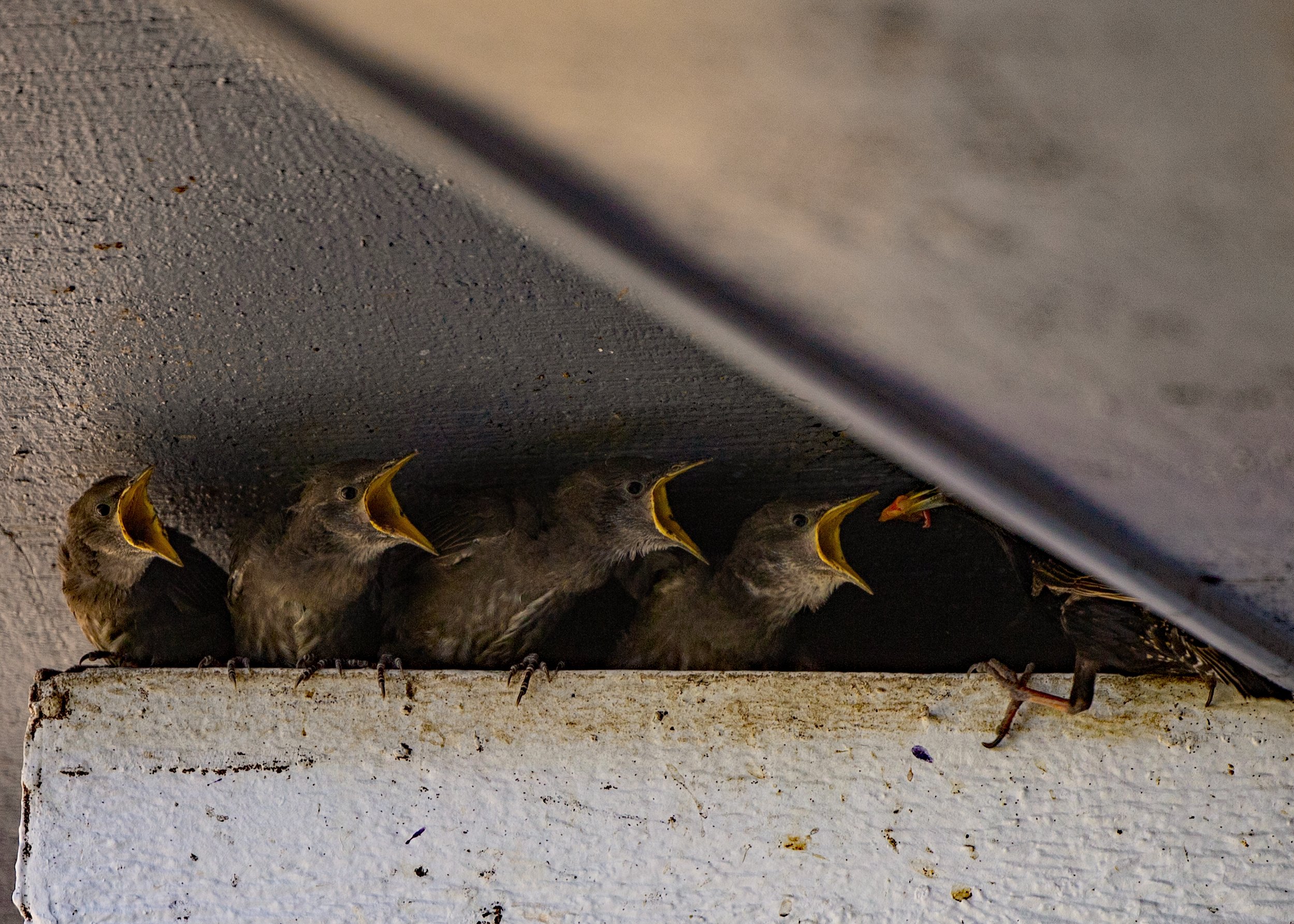 bird babies.jpg