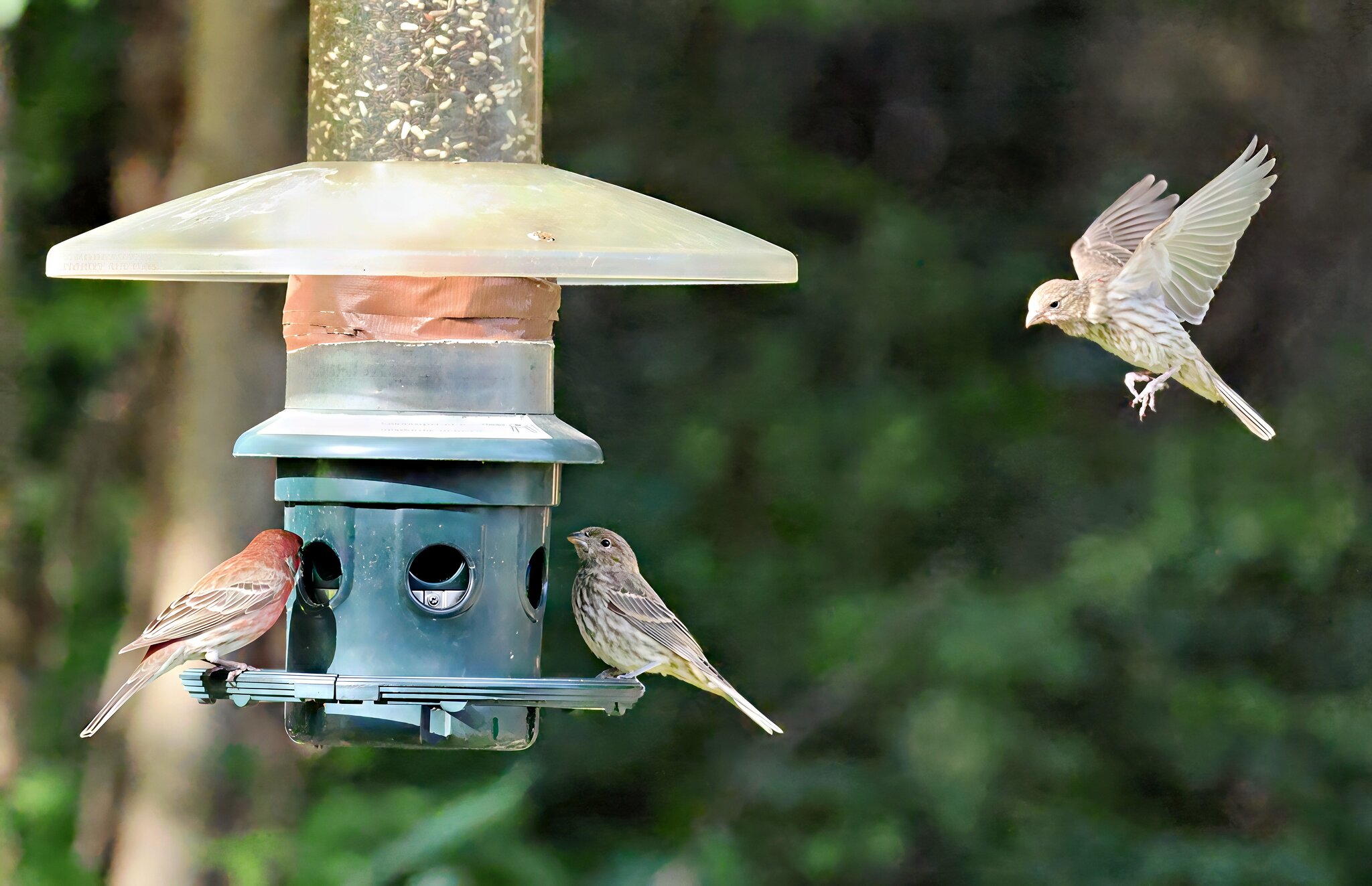 Birdfeeder Final 2.jpg